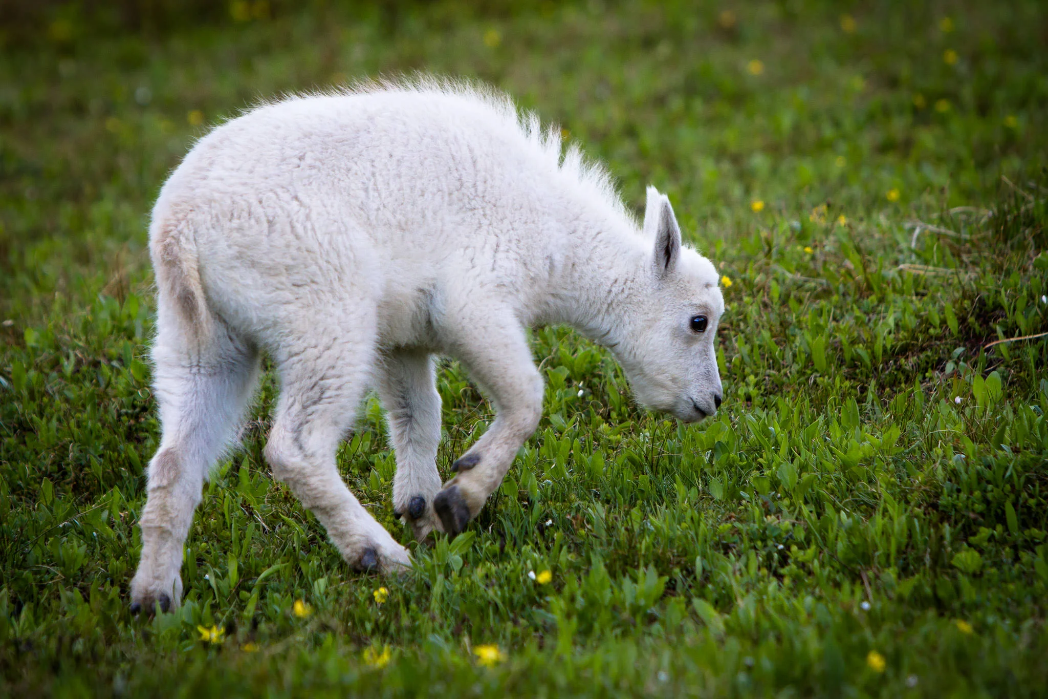 Mountain Goat kid Glacier National Park #20130711_0528-2