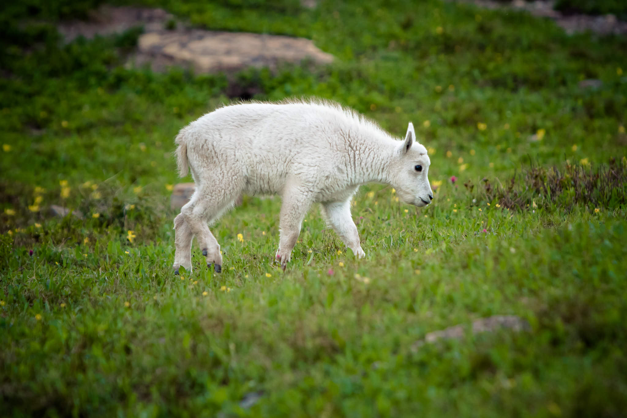  Mountain Goat kid  Glacier National Park  #20130711_0576-2 