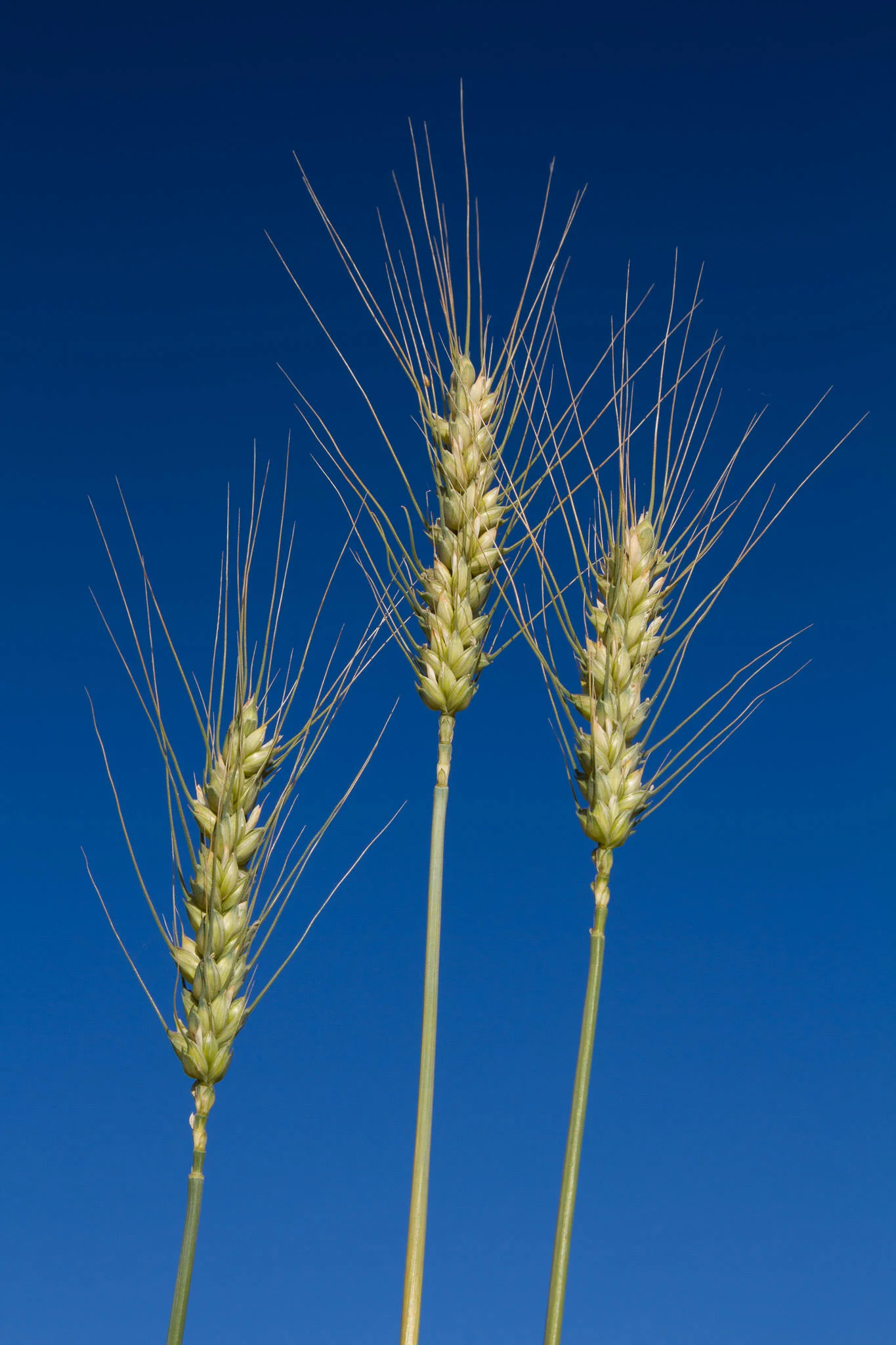 Wheat