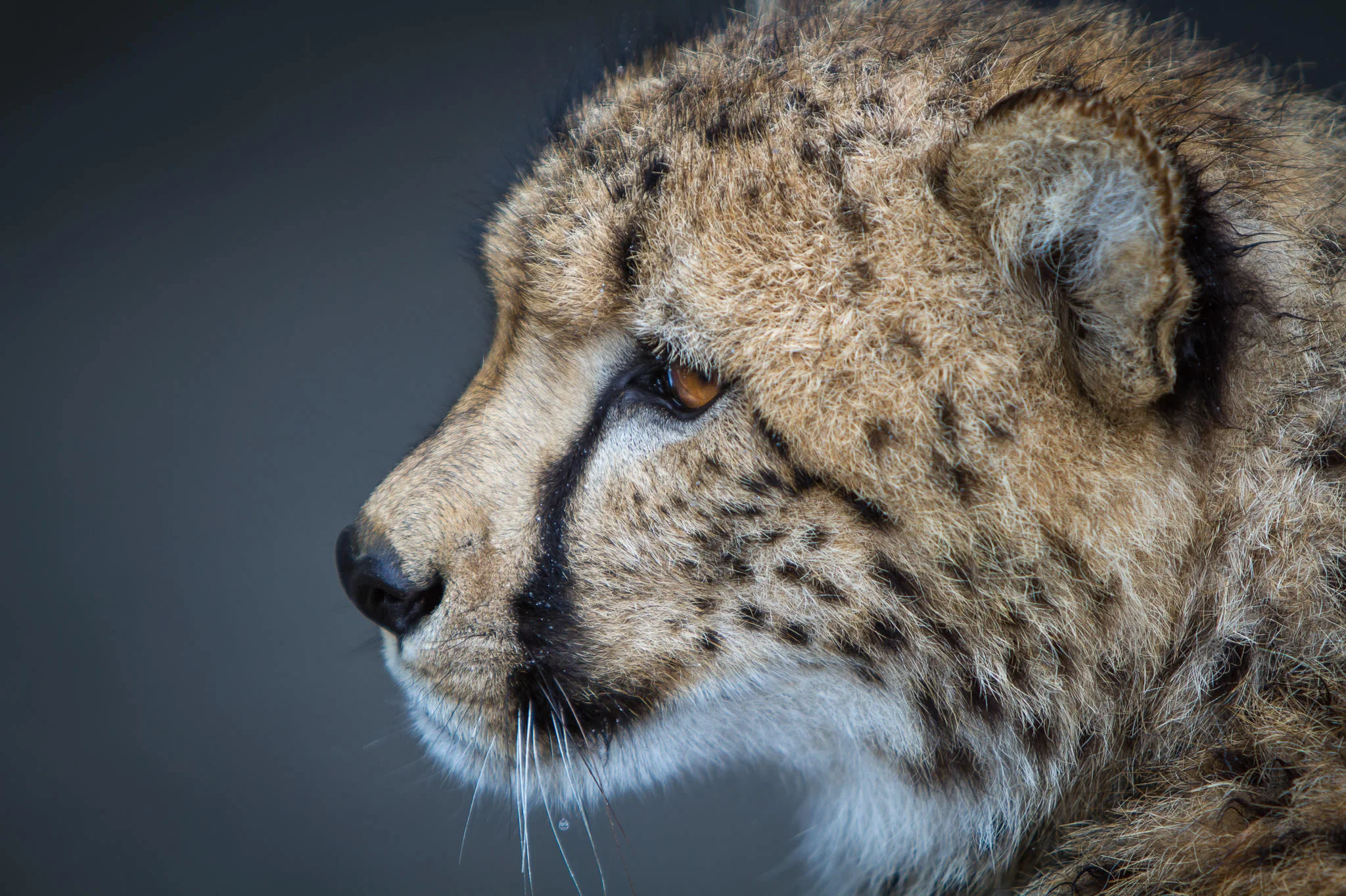 Cheetah #20130527_0161-3
