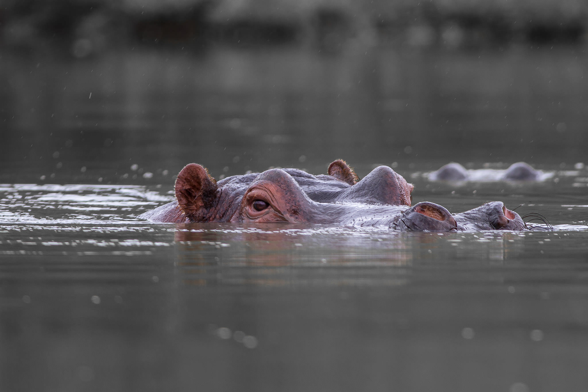 Hippopotamus