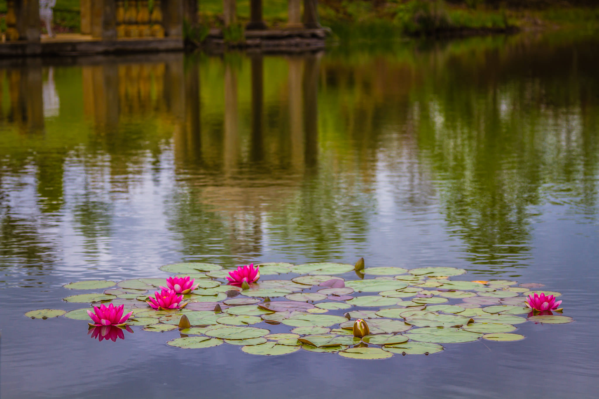 Water Lilies