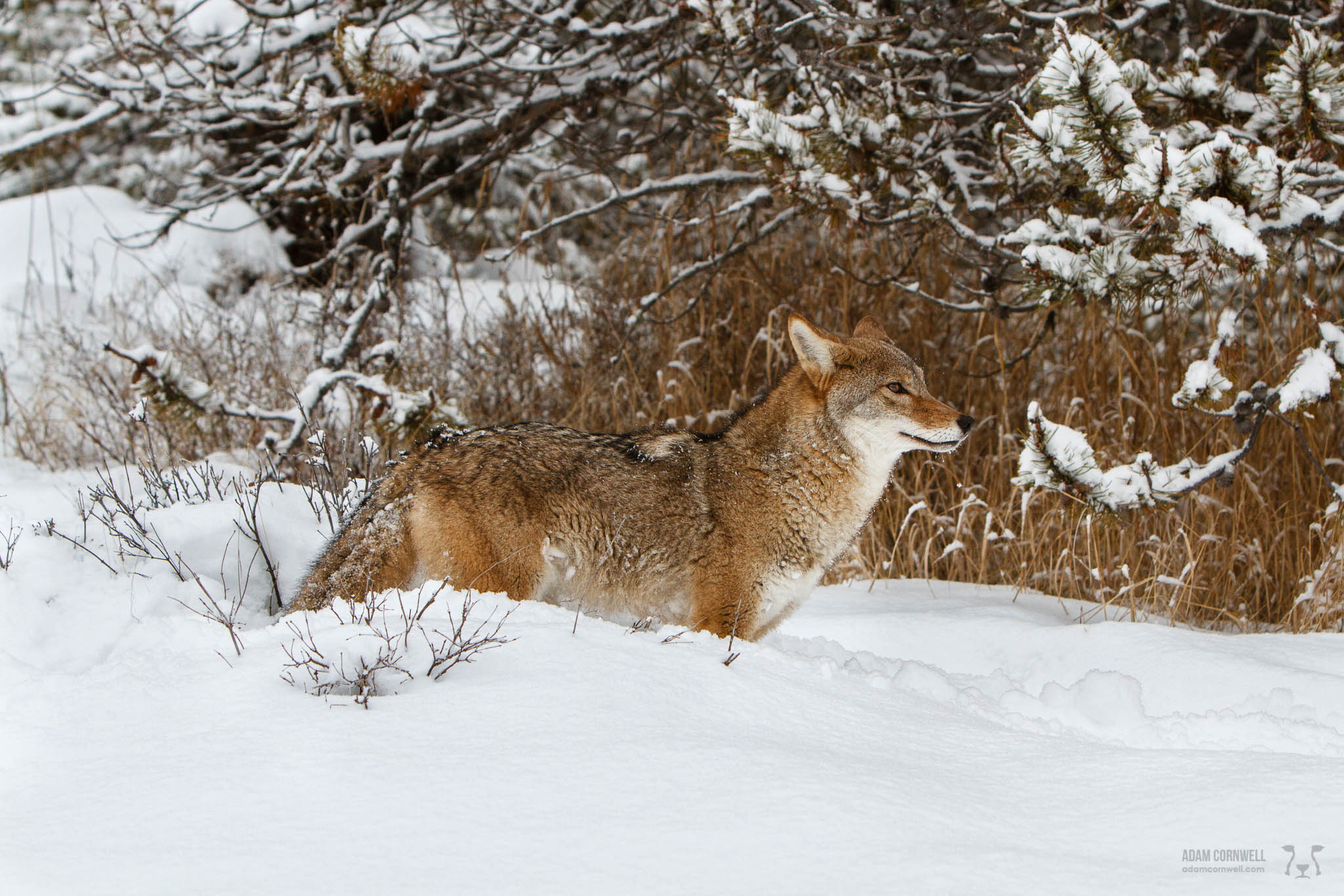 Coyote