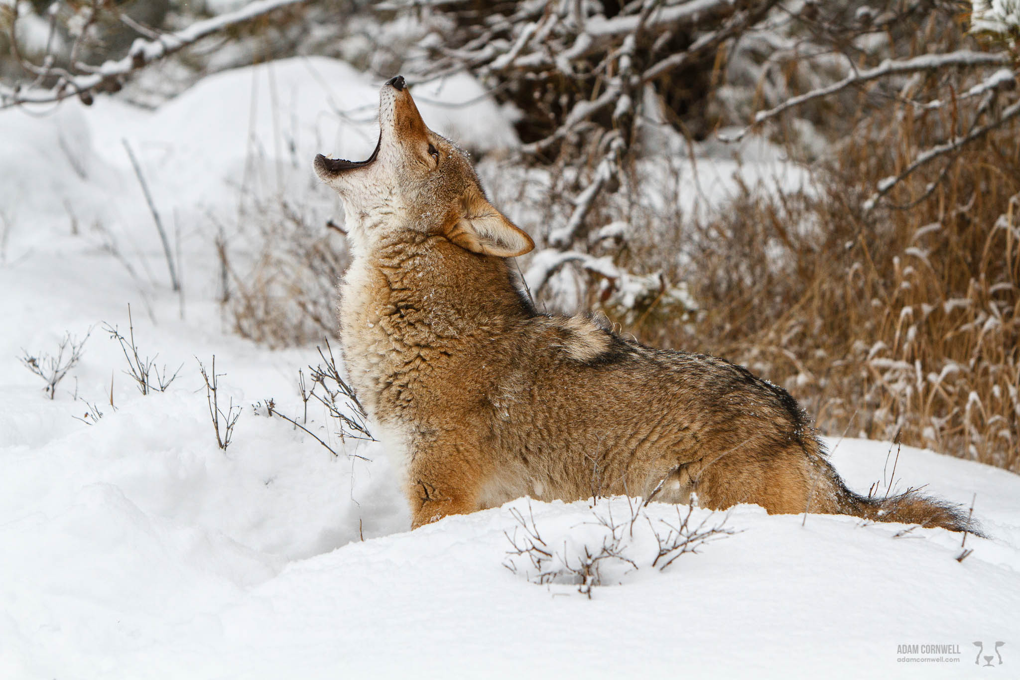 Howling Coyote