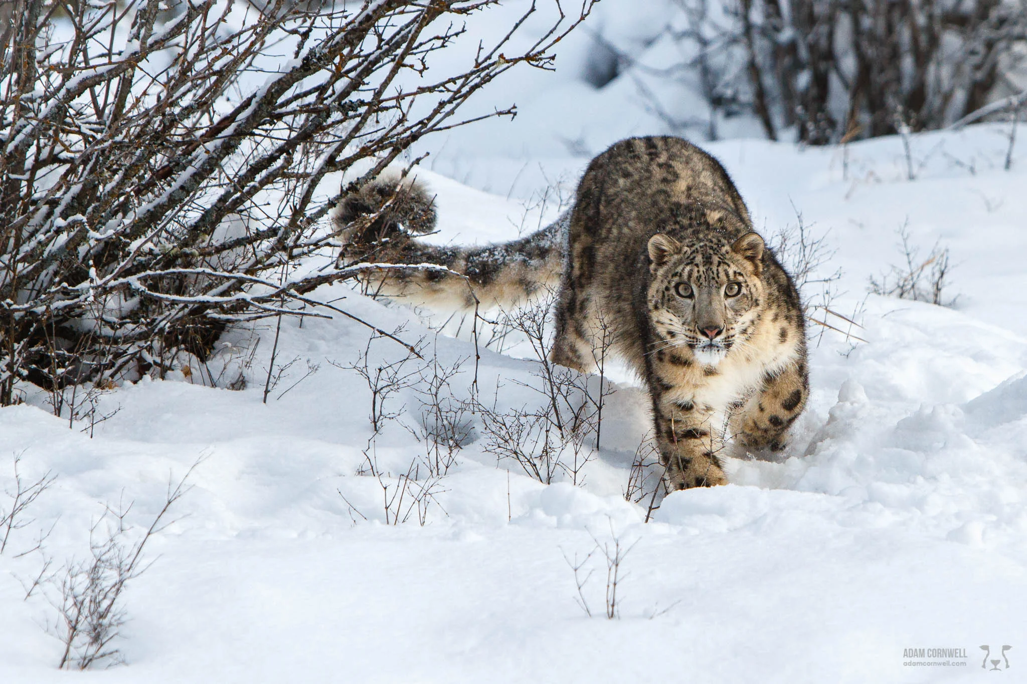 Snow Leopard
