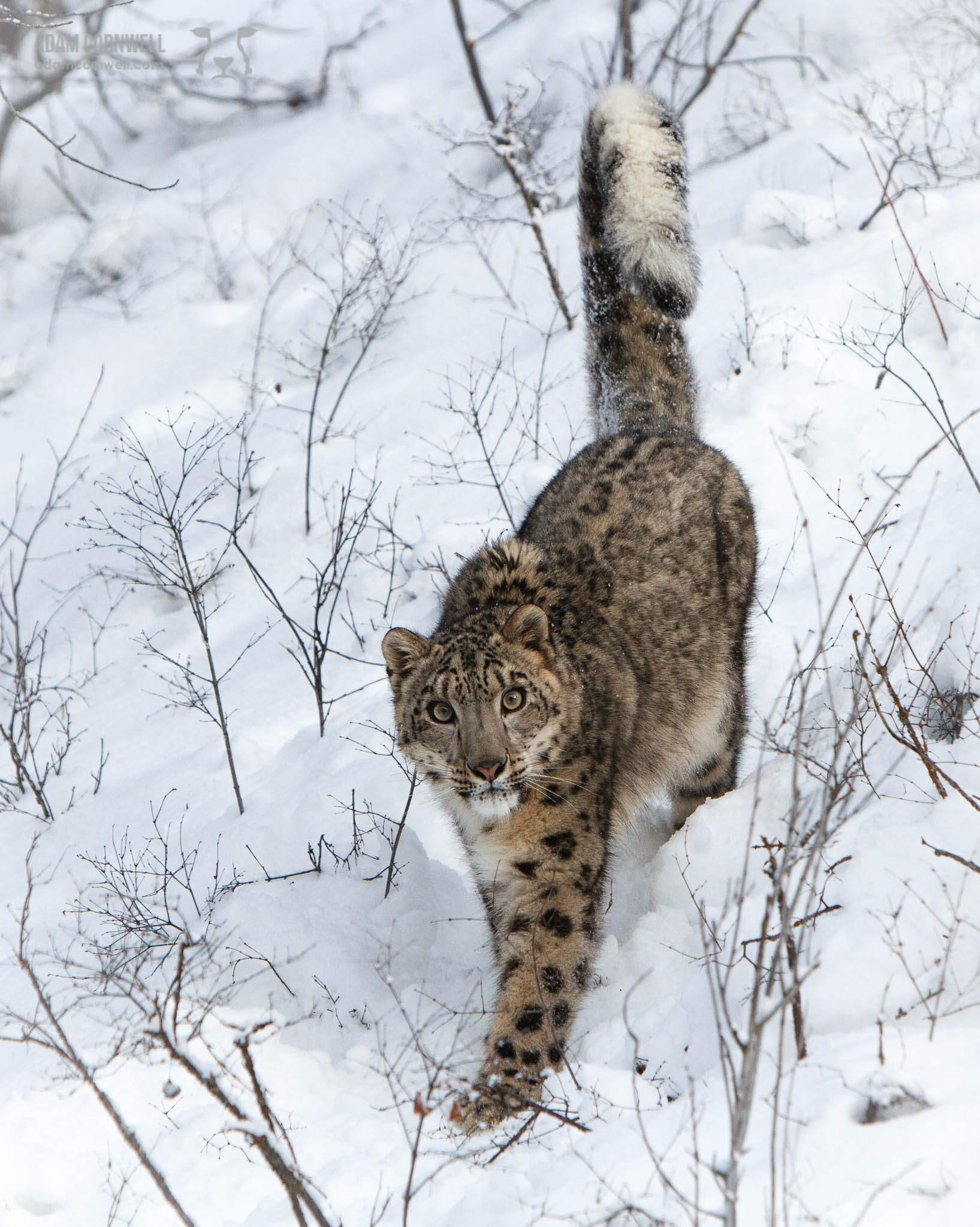 Snow Leopard