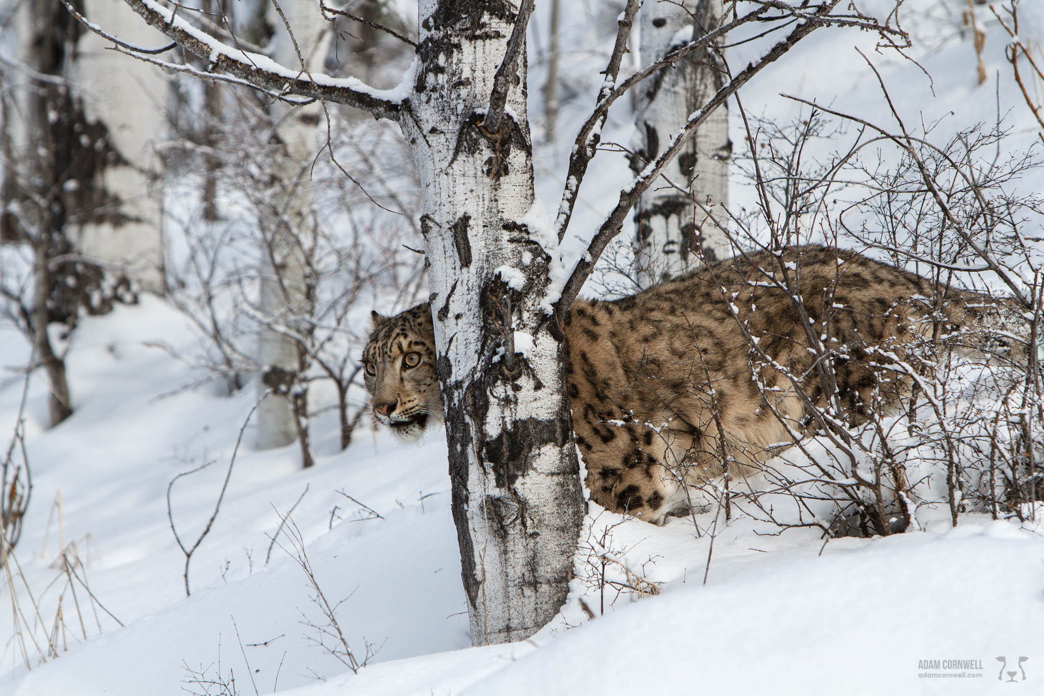 Snow Leopard