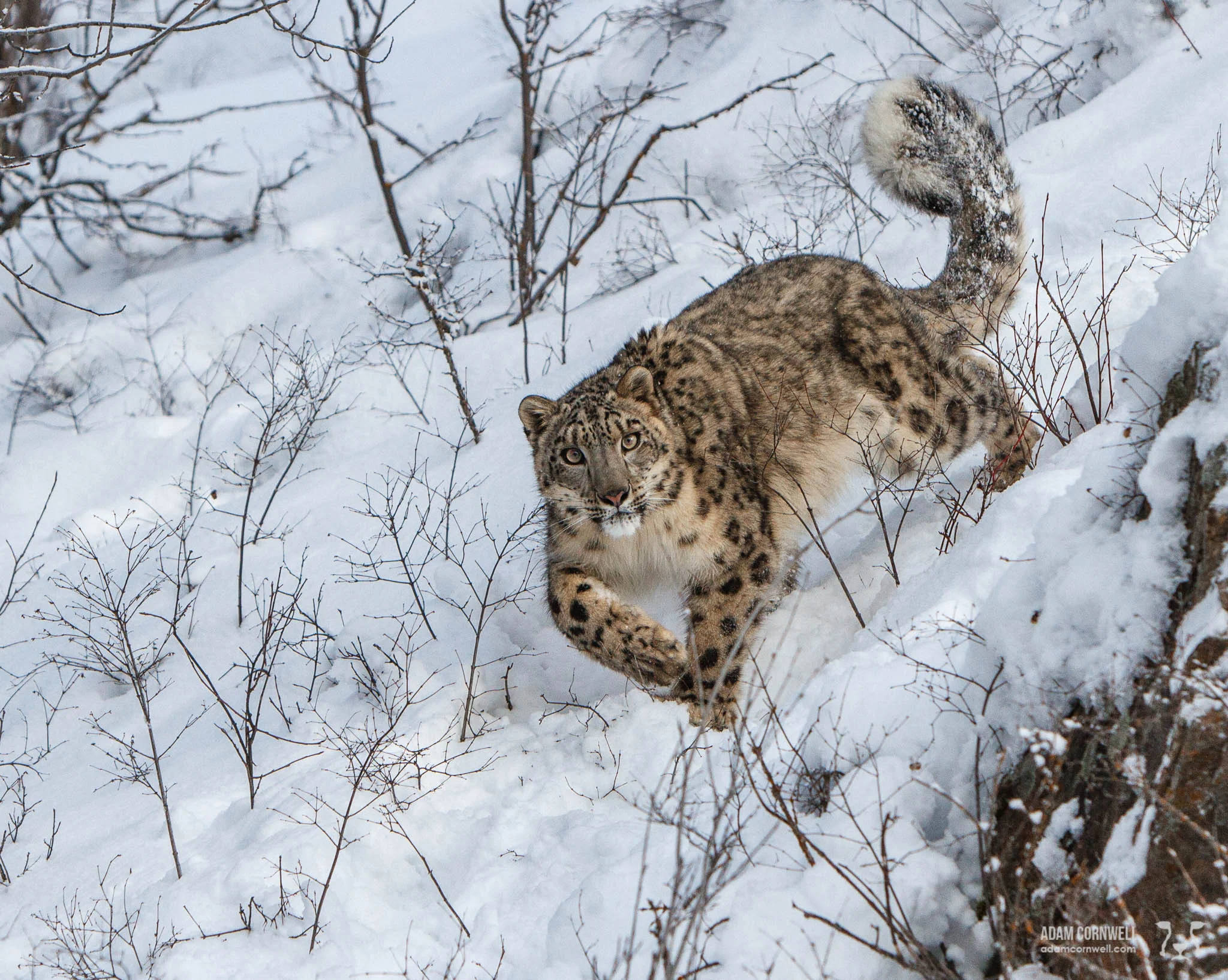Snow Leopard