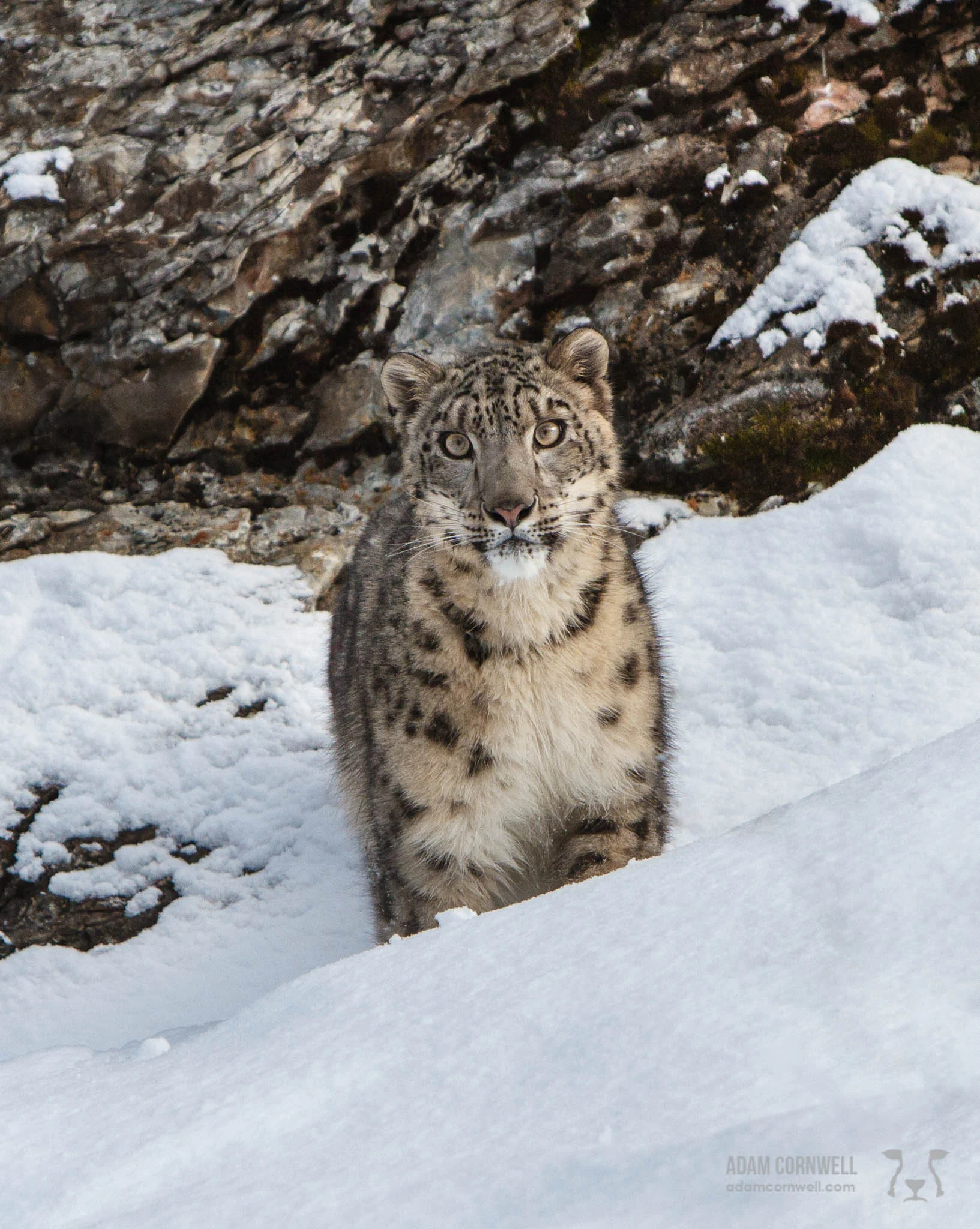Snow Leopard