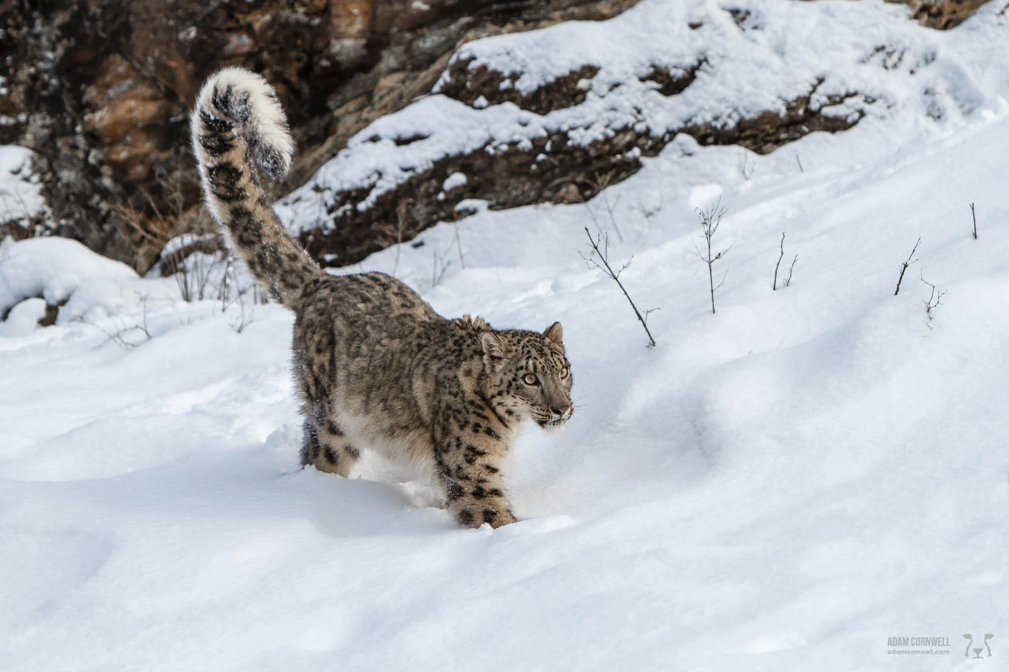 Snow Leopard