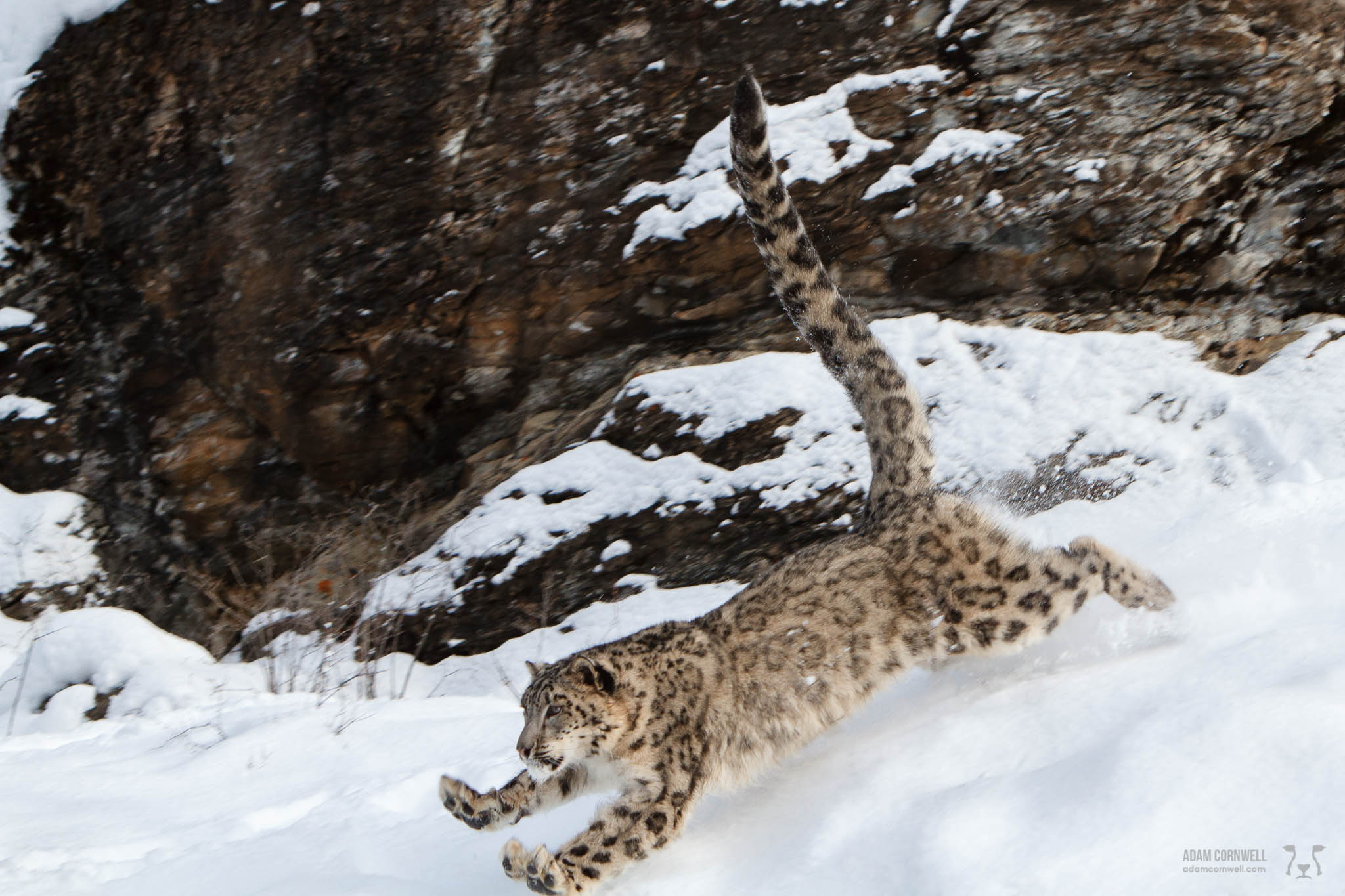 Snow Leopard