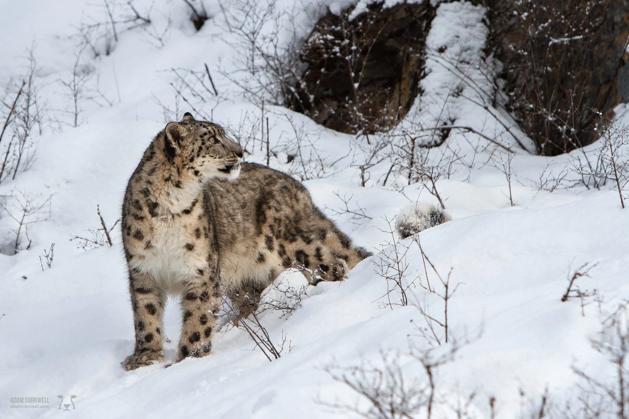 Snow Leopard