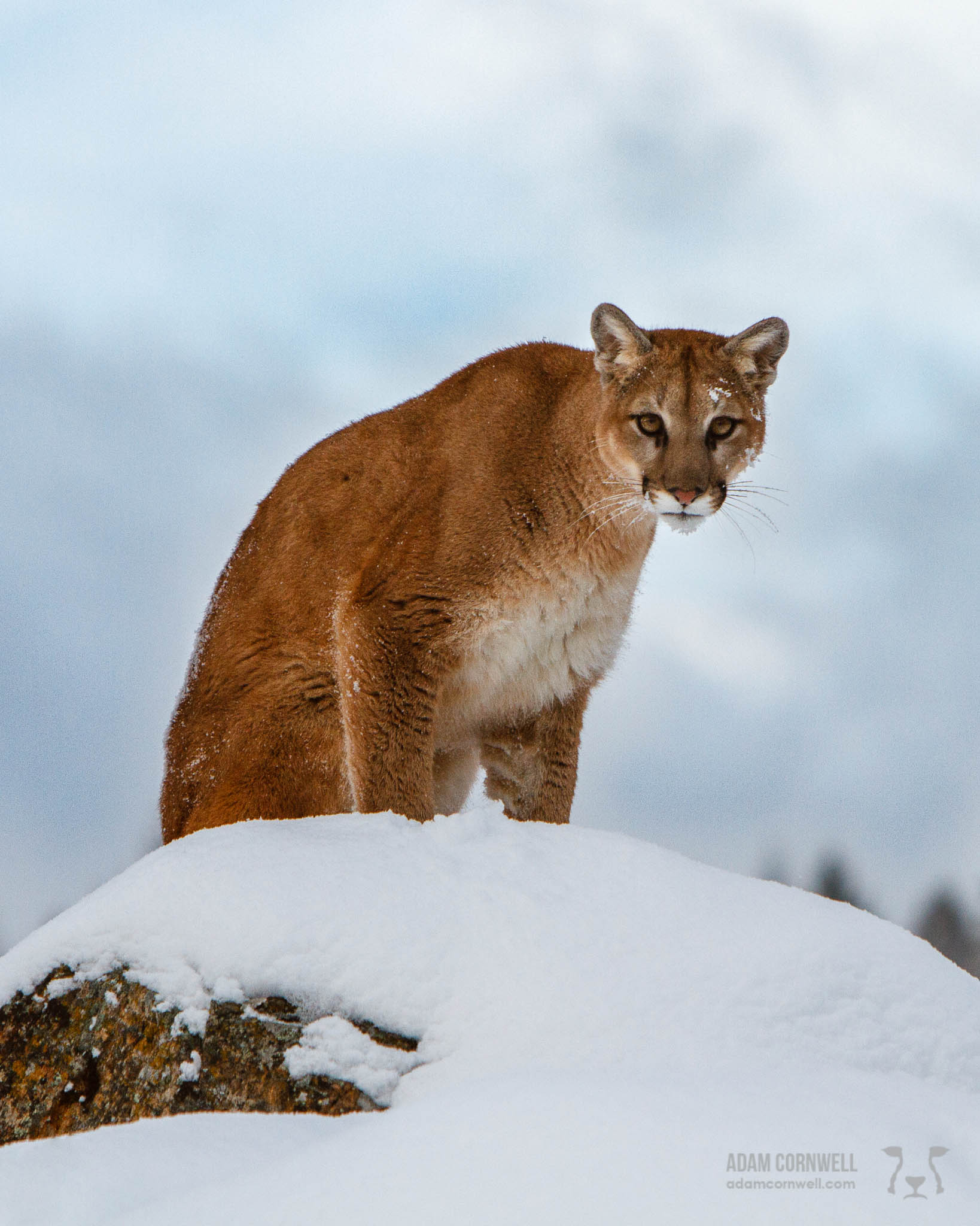 Mountain Lion