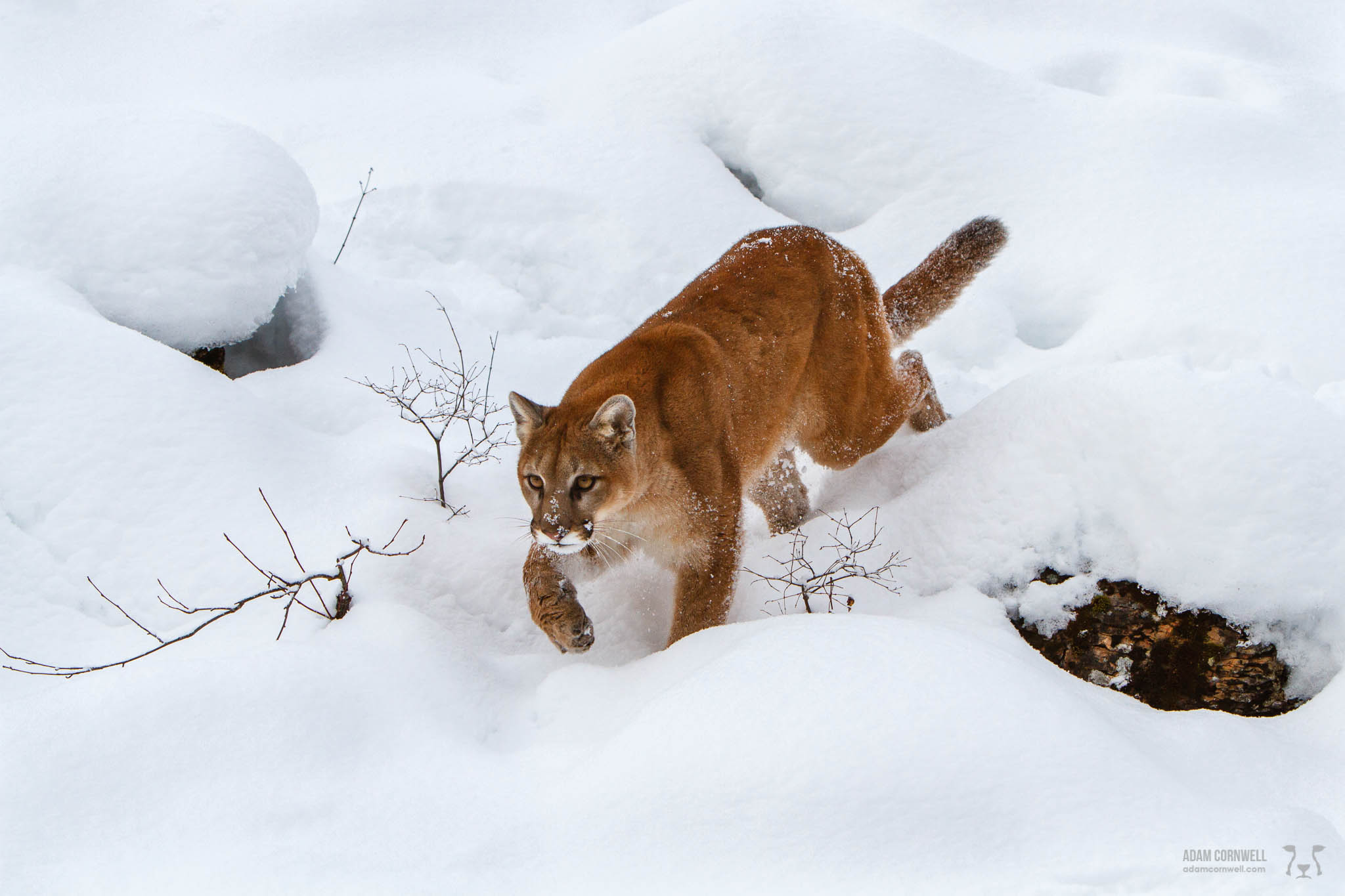 Mountain Lion