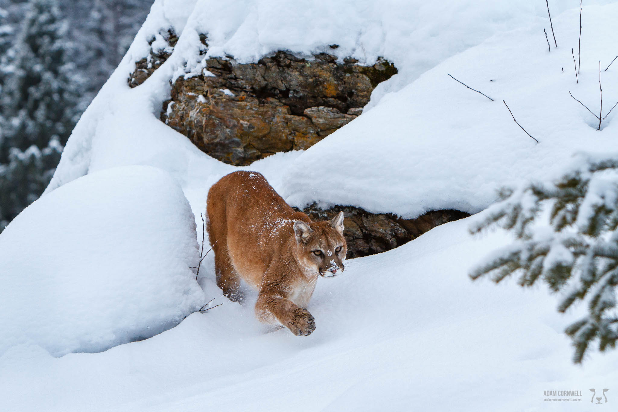 Mountain Lion