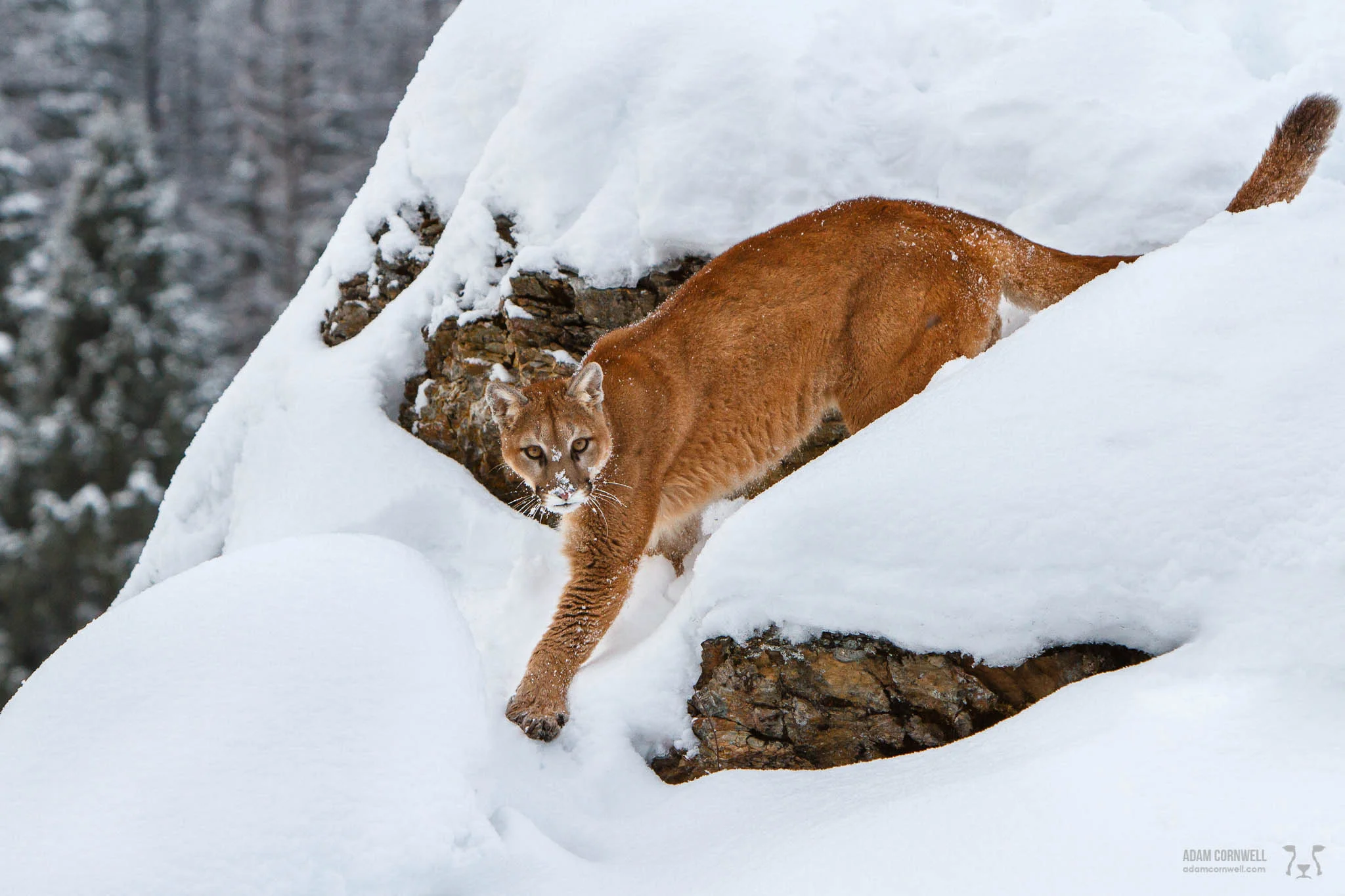 Mountain Lion