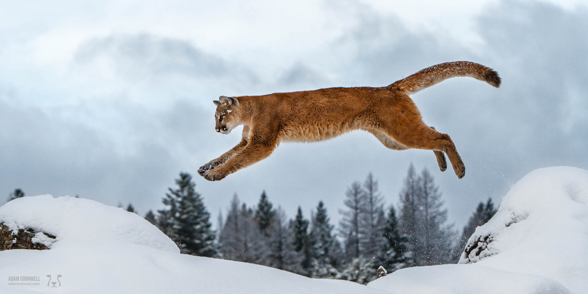 Mountain Lion