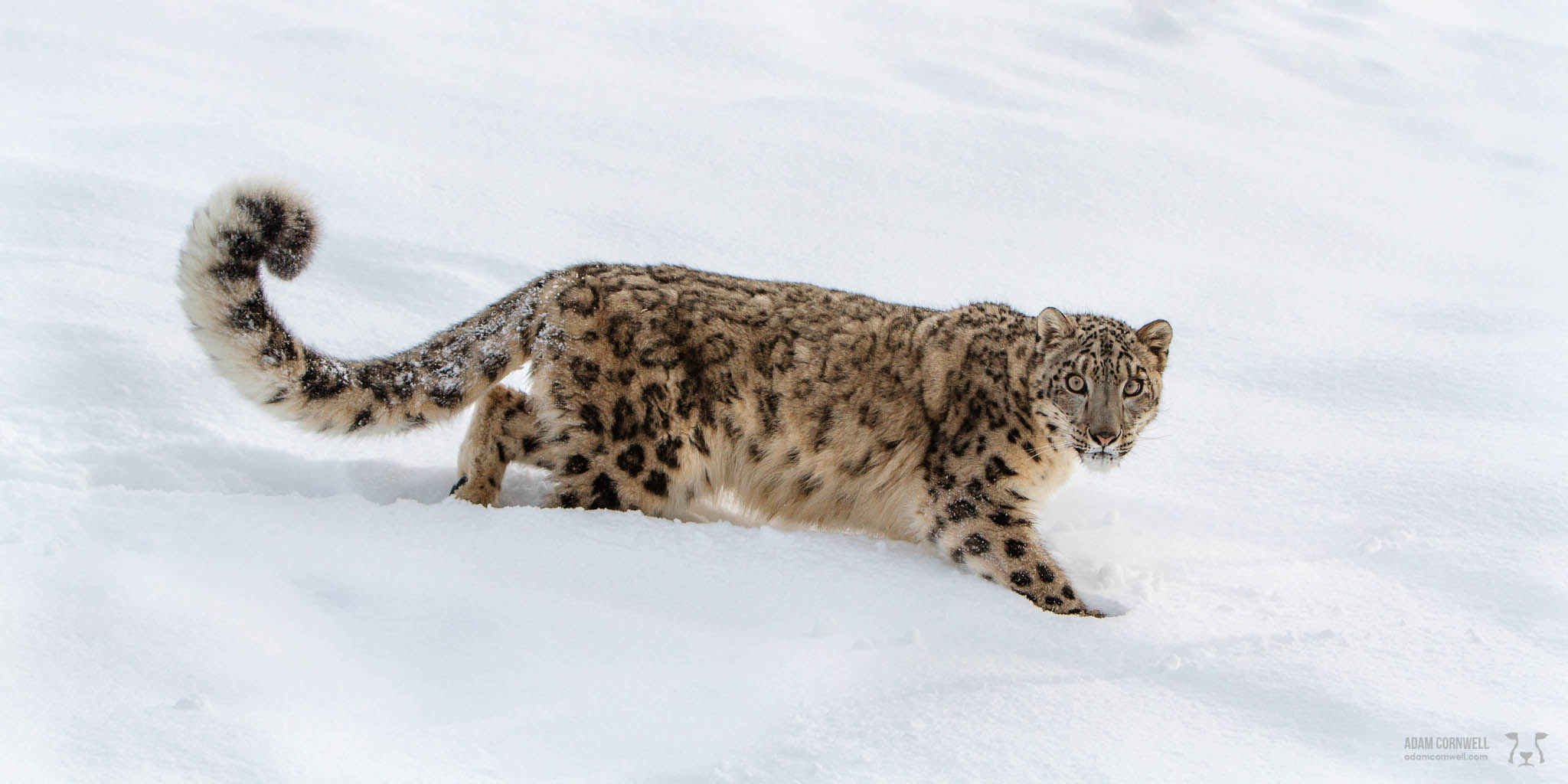 Snow Leopard