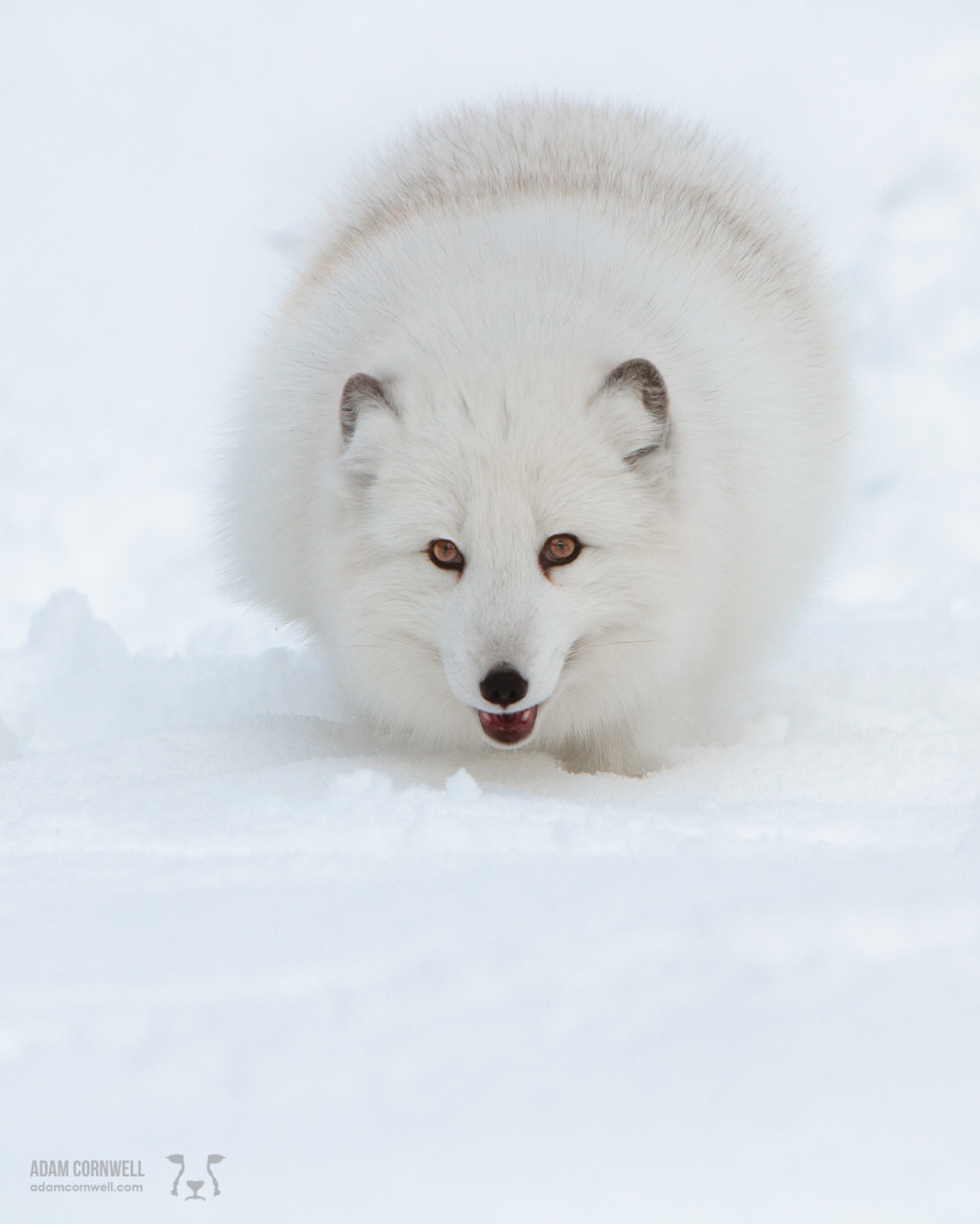 Arctic Fox