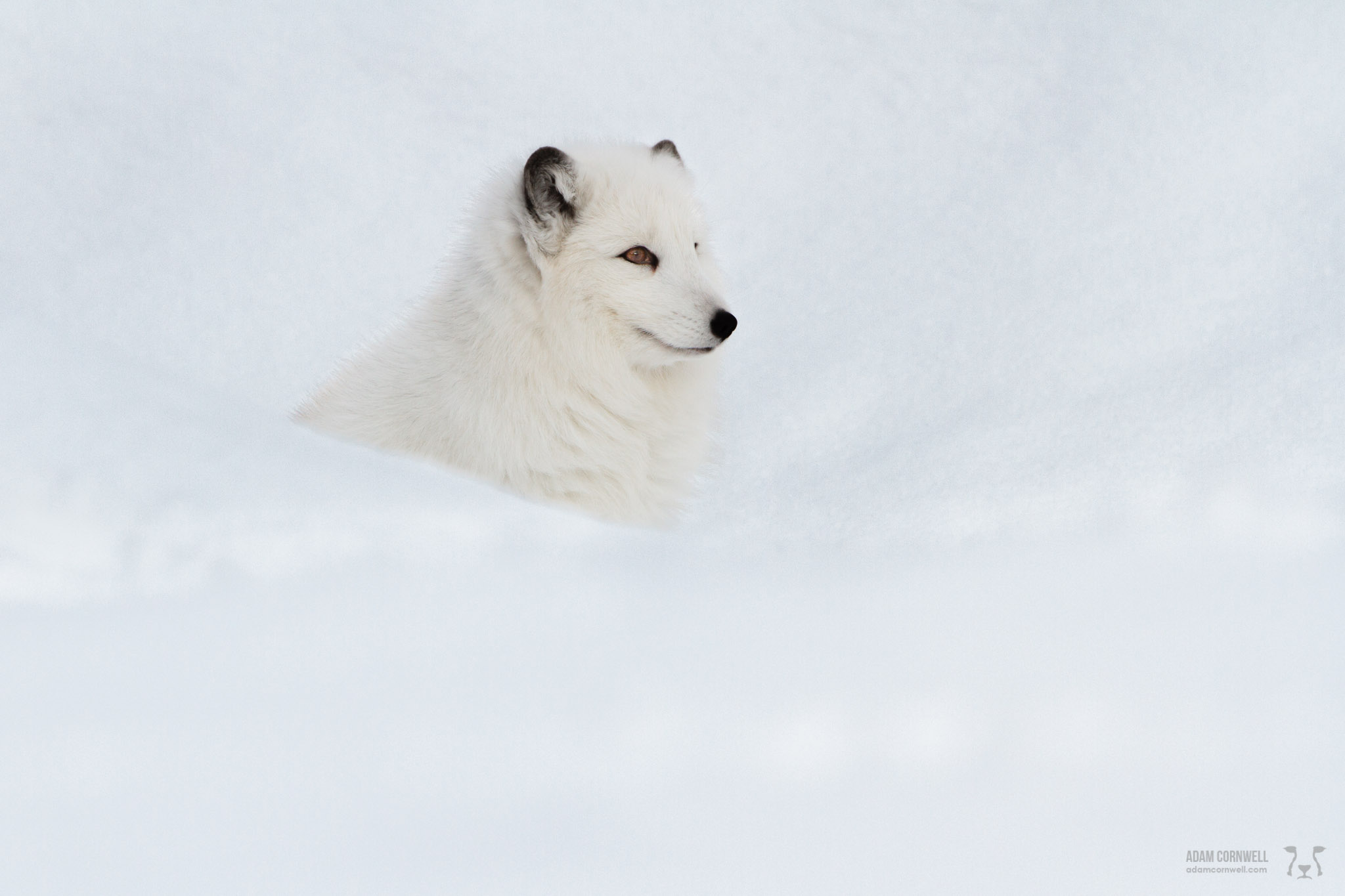 Arctic Fox