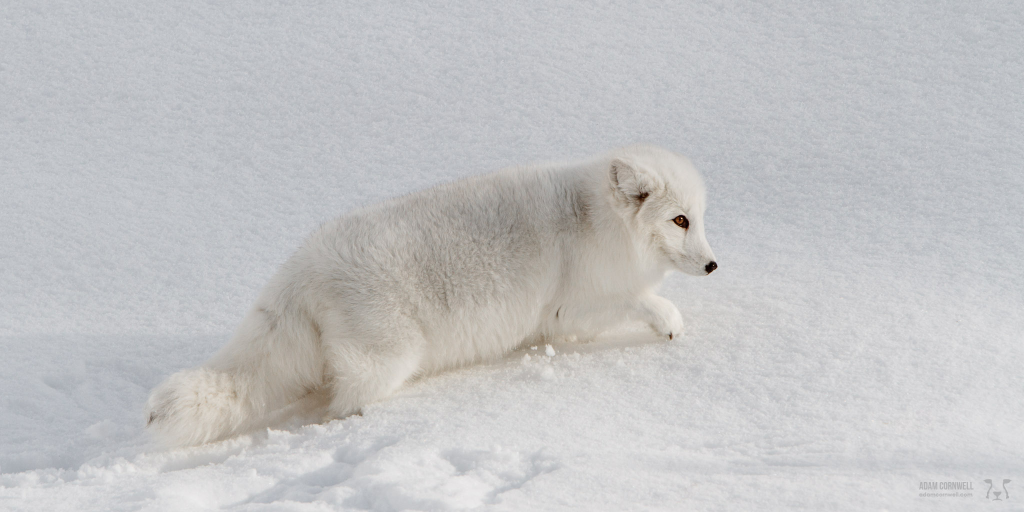 Arctic Fox