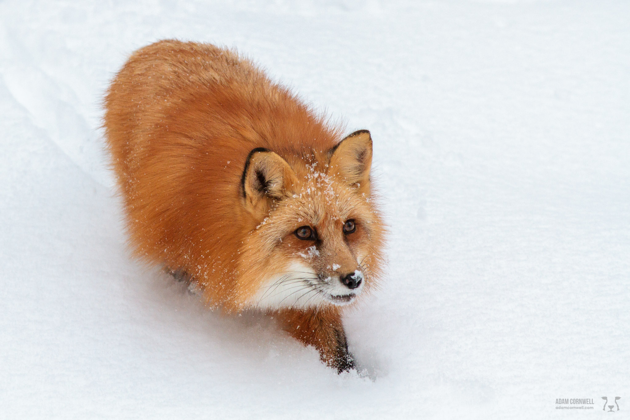 Red Fox