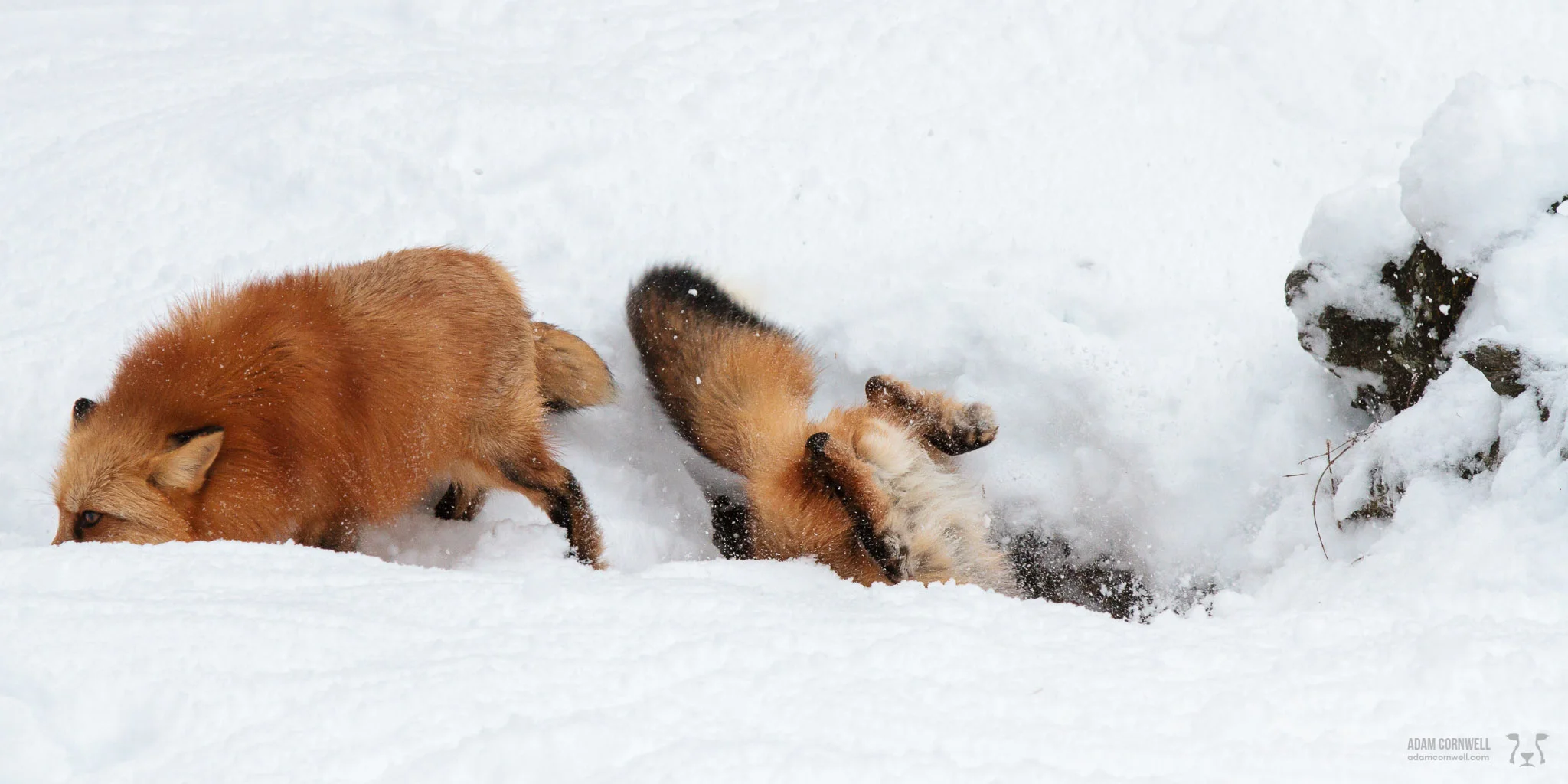 Red Foxes at Play