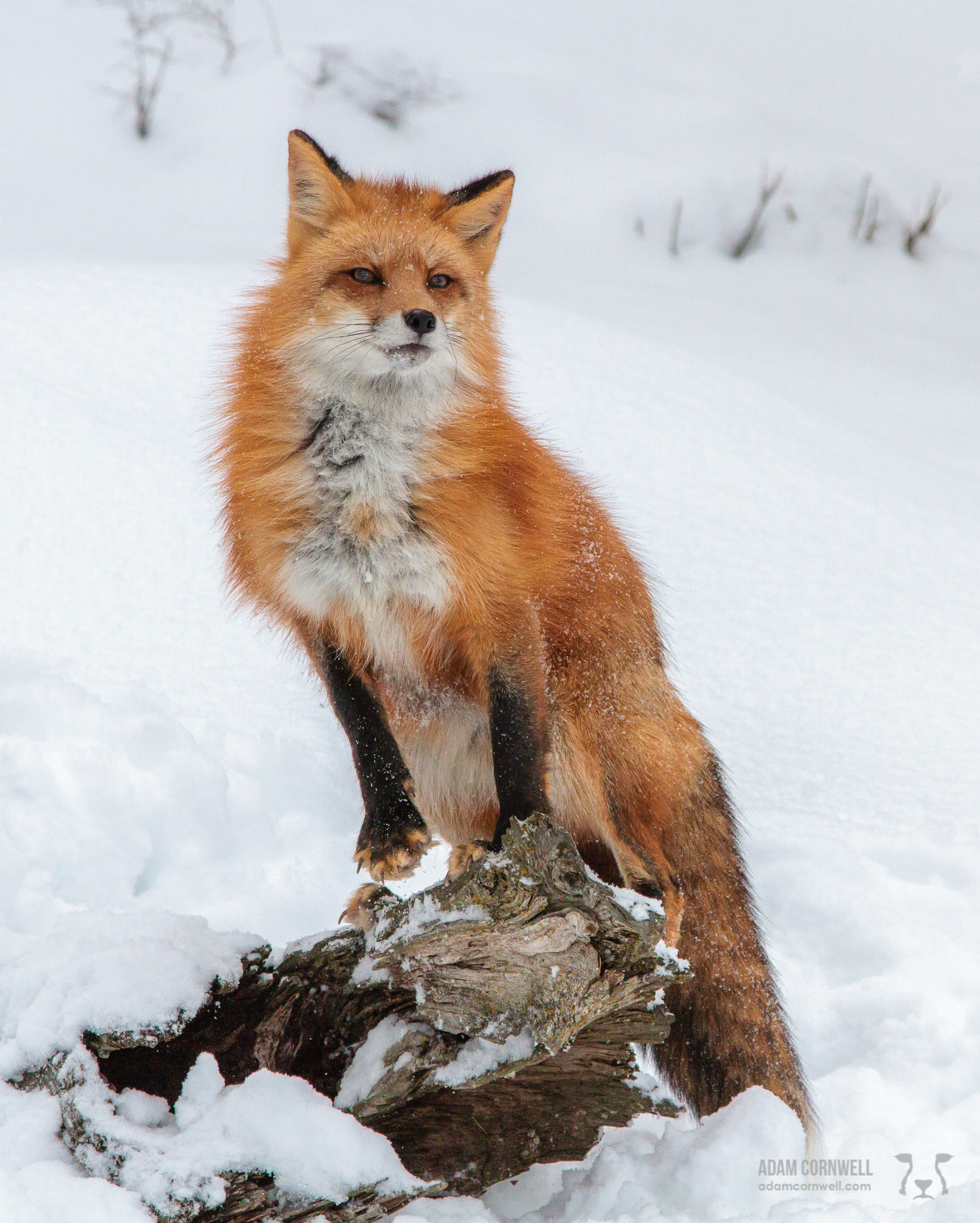 Red Fox