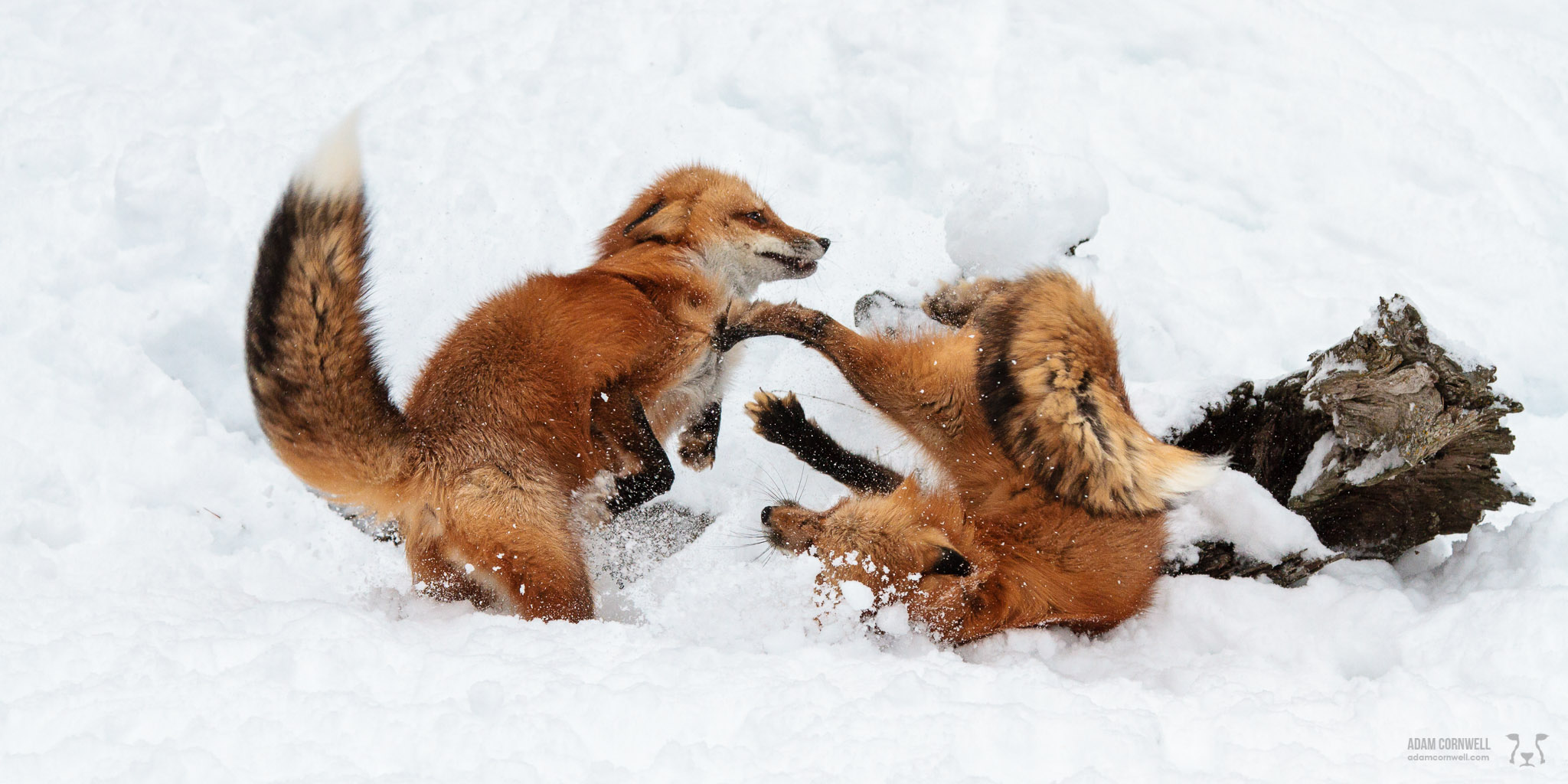 Red Foxes at Play