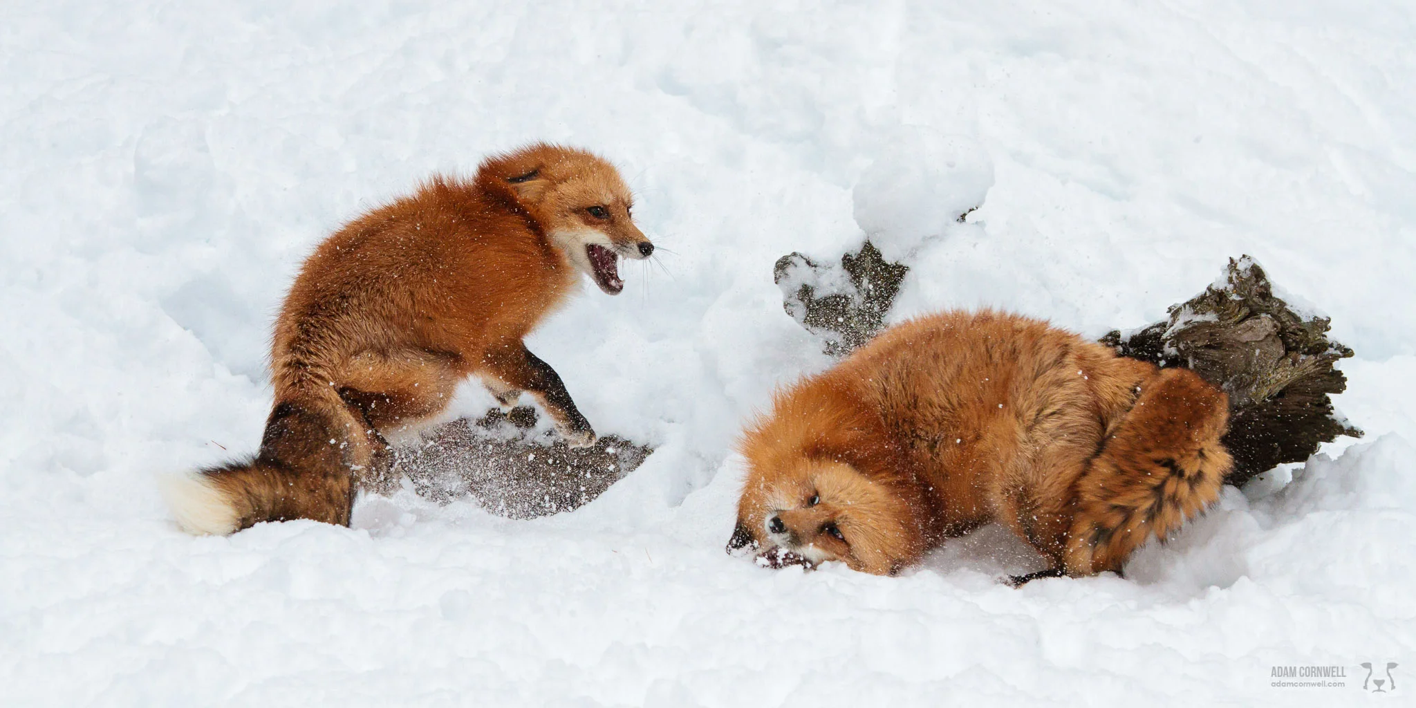 Red Foxes at Play