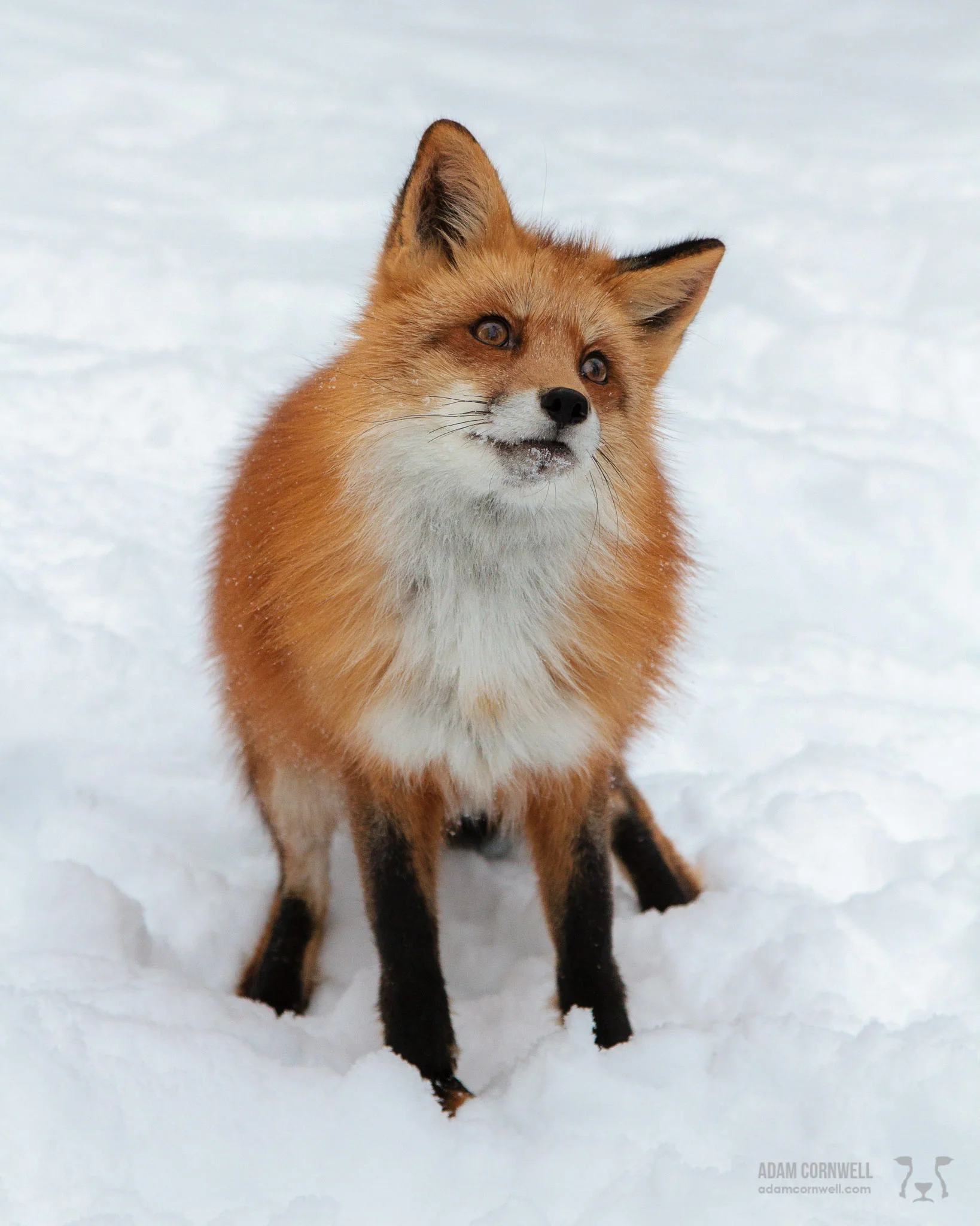 Red Fox