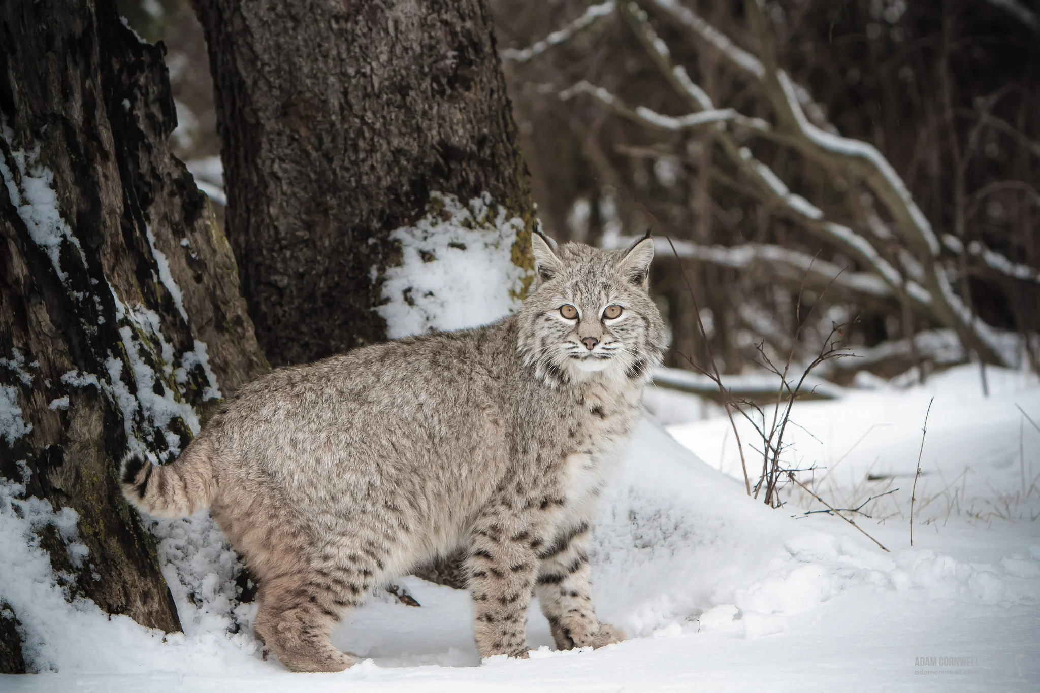 Bobcat
