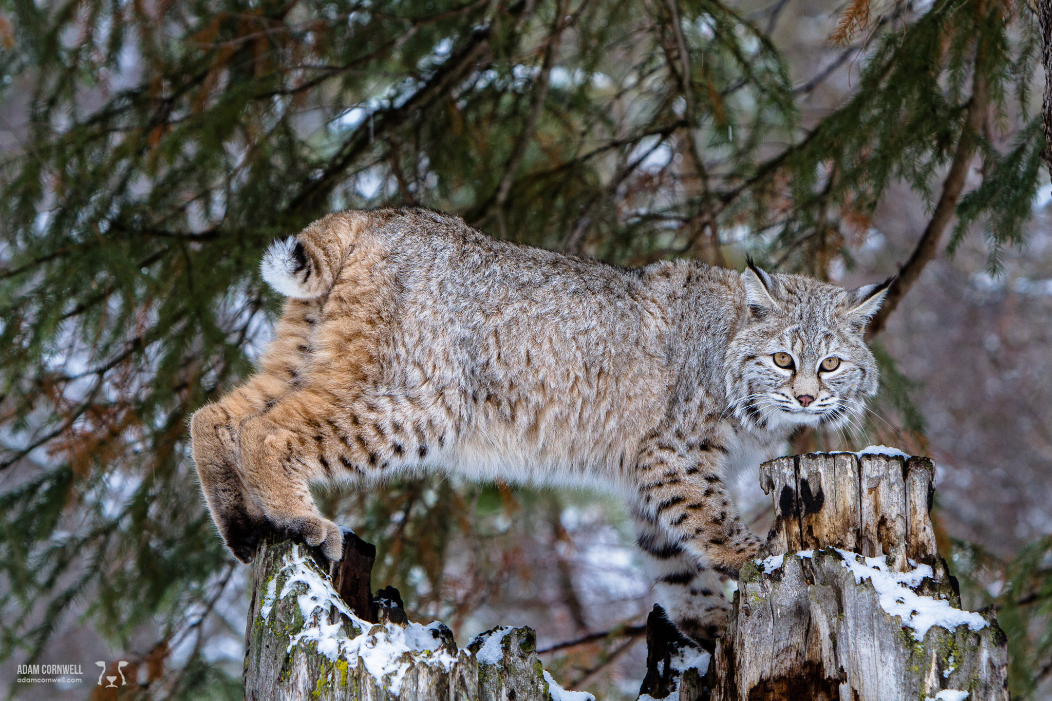 Bobcat