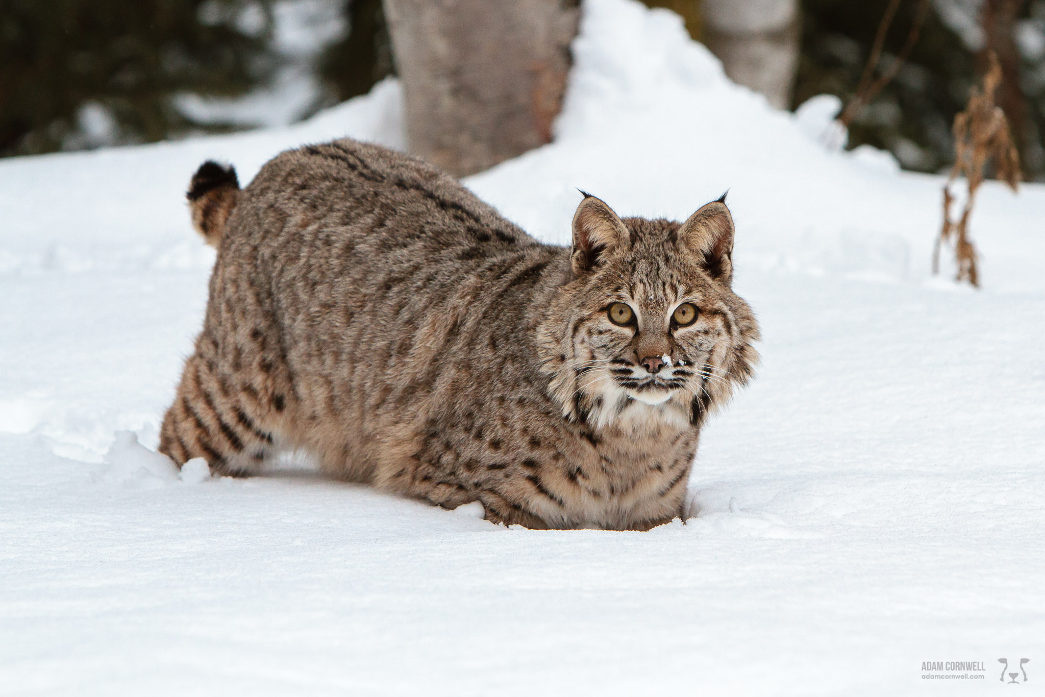 Bobcat