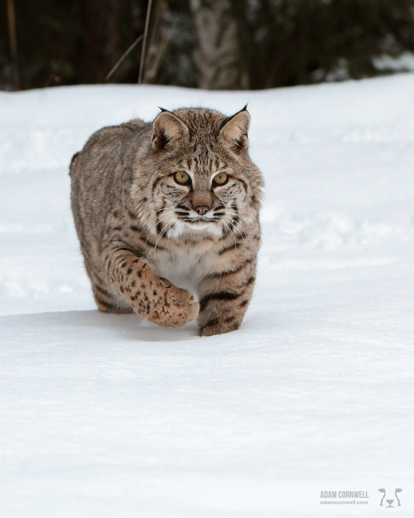 Bobcat