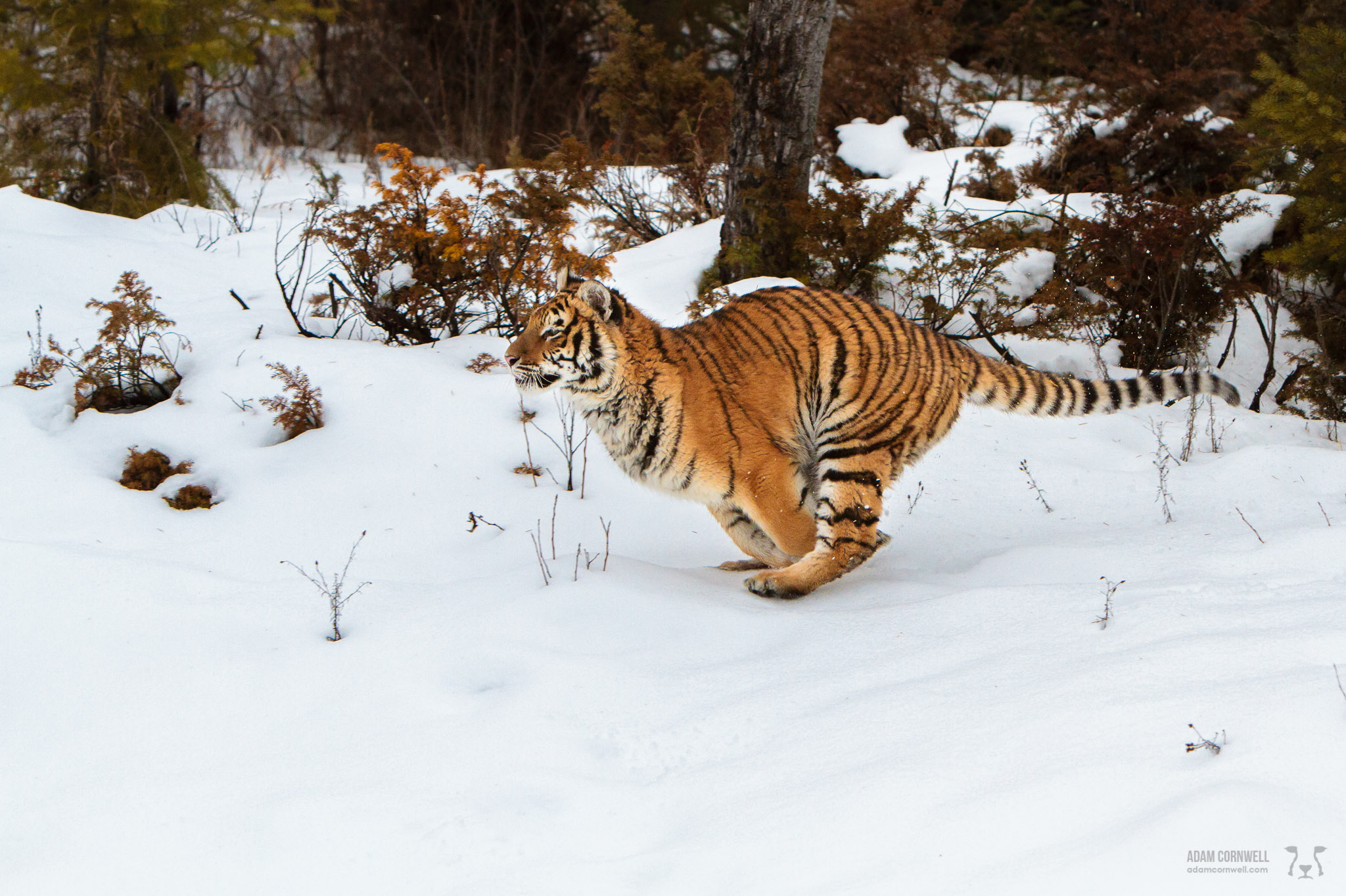 Siberian Tiger