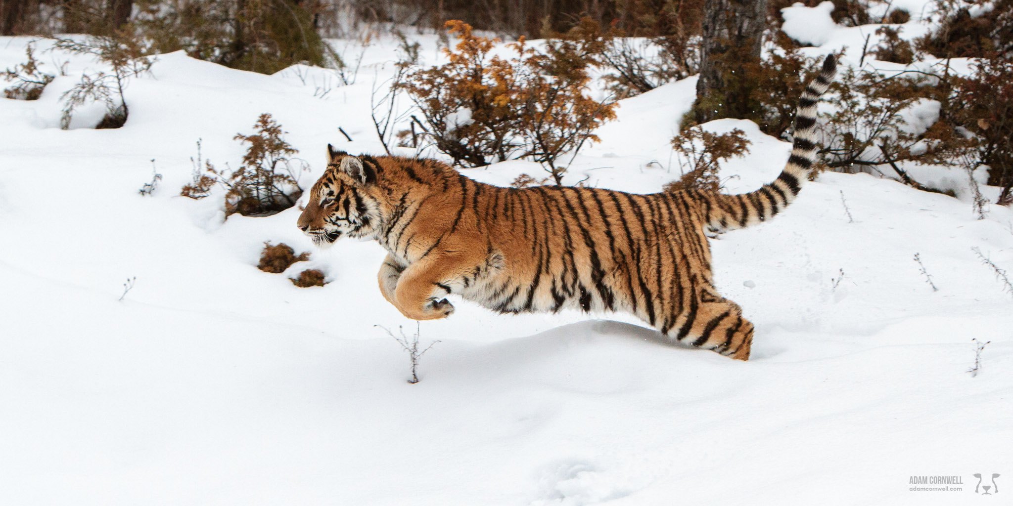 Siberian Tiger