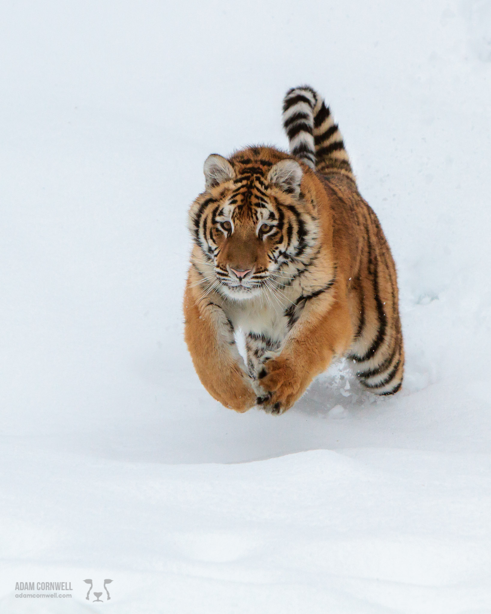 Siberian Tiger