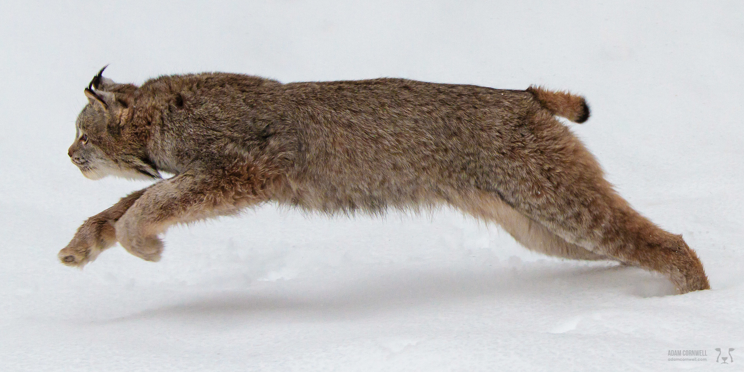 Canadian Lynx