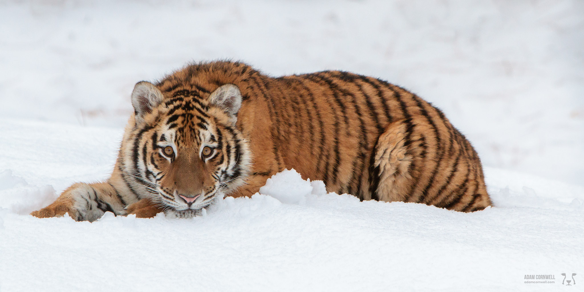 Siberian Tiger