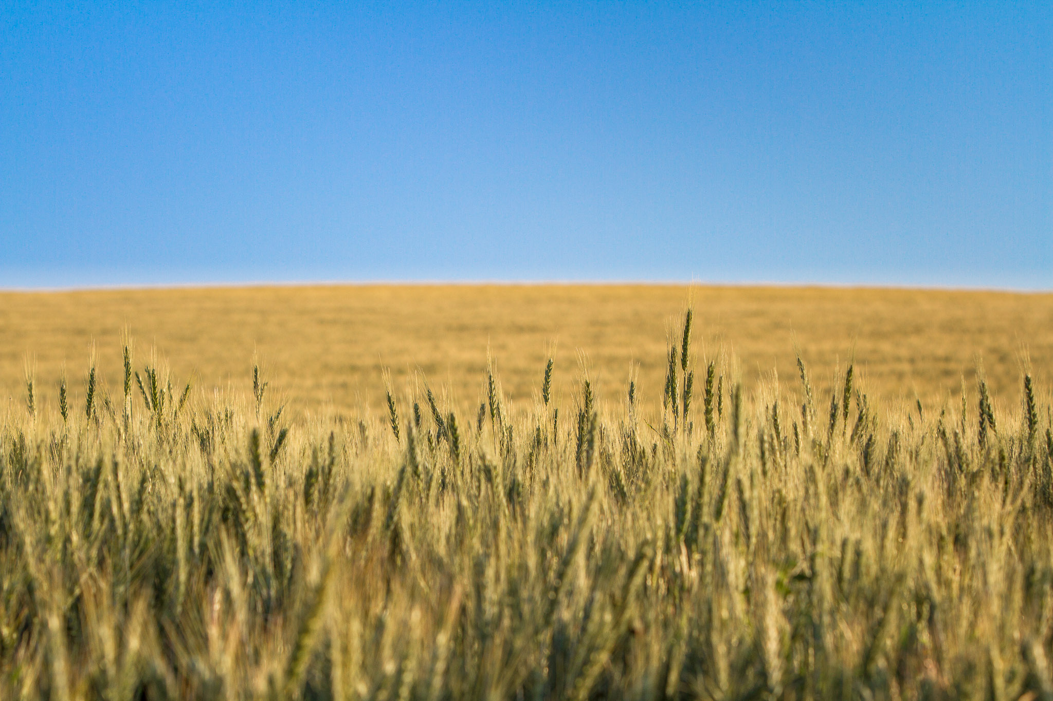 Wheat Fields