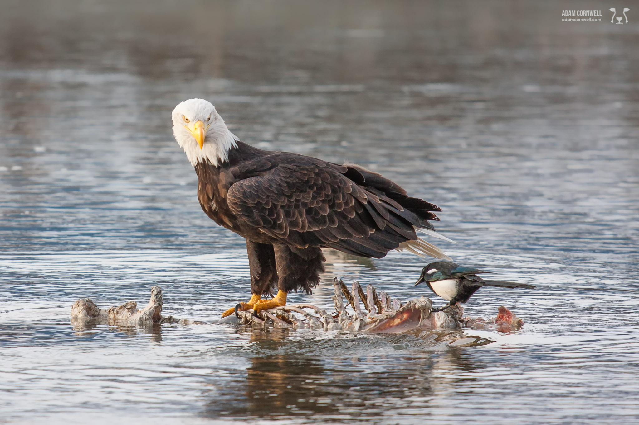  Bald Eagle  Chilkat Valley, AK  #20111019_1957-EEE 