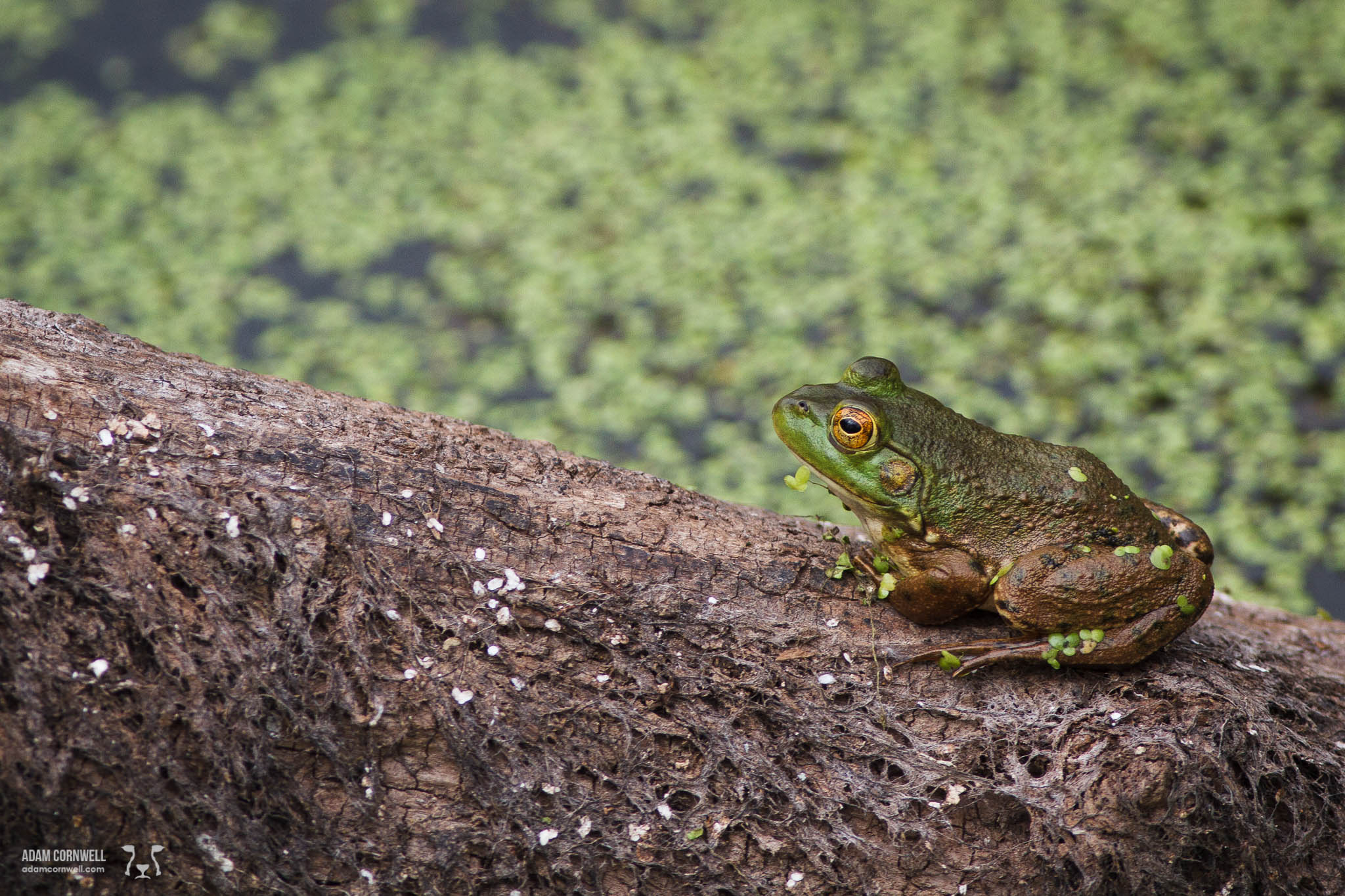  Frog  Ridgefield Wildlife Refuge  #20140829_0090 