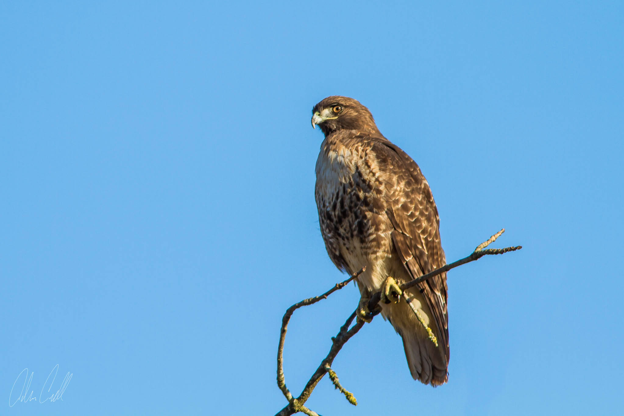 Hawk Ridgefield Wildlife Refuge #20150130_0205