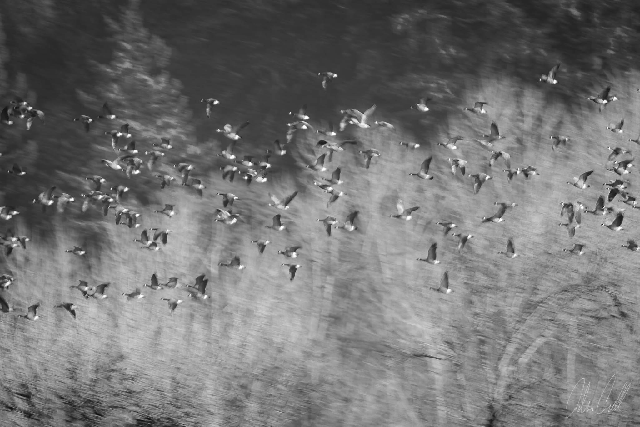  Geese in Flight  Ridgefield Wildlife Refuge  #20150130_0216 