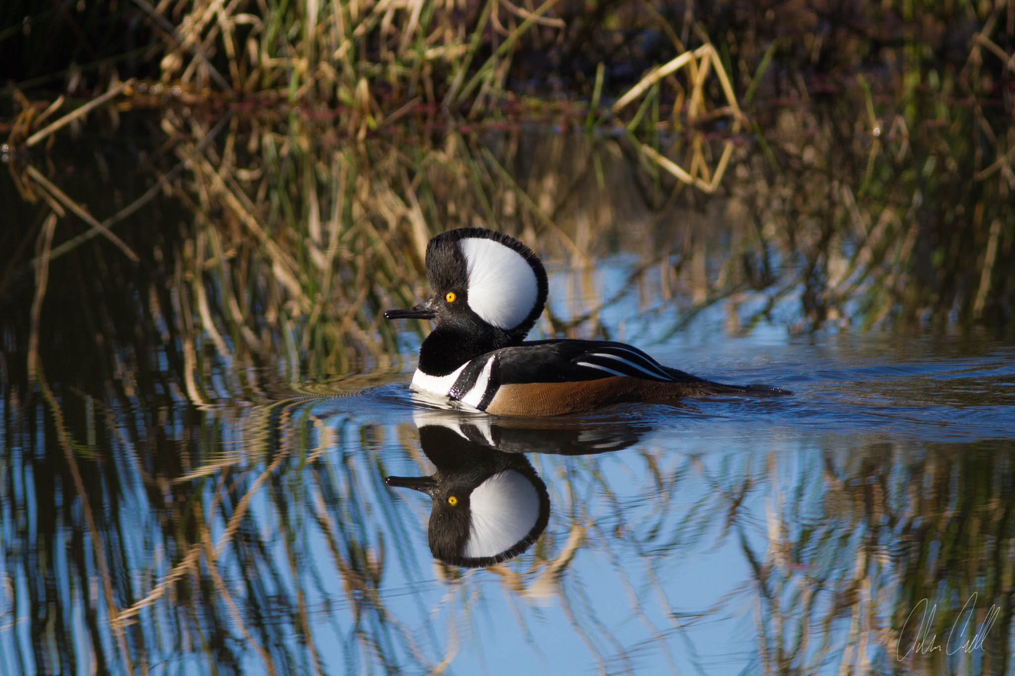  Male Hooded Merganser  Ridgefield Wildlife Refuge  #20150130_0336 