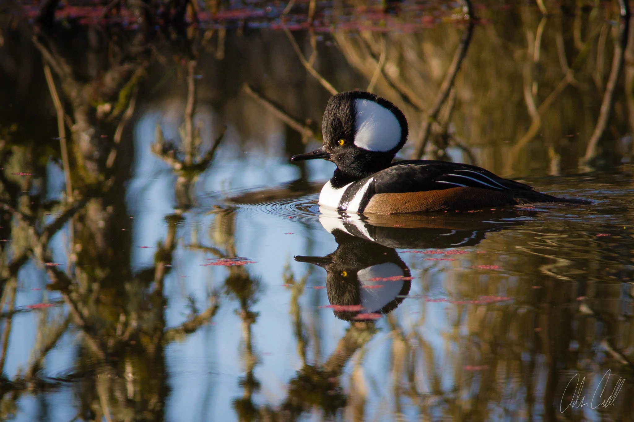 Male Hooded Merganser Ridgefield Wildlife Refuge #20150130_0354