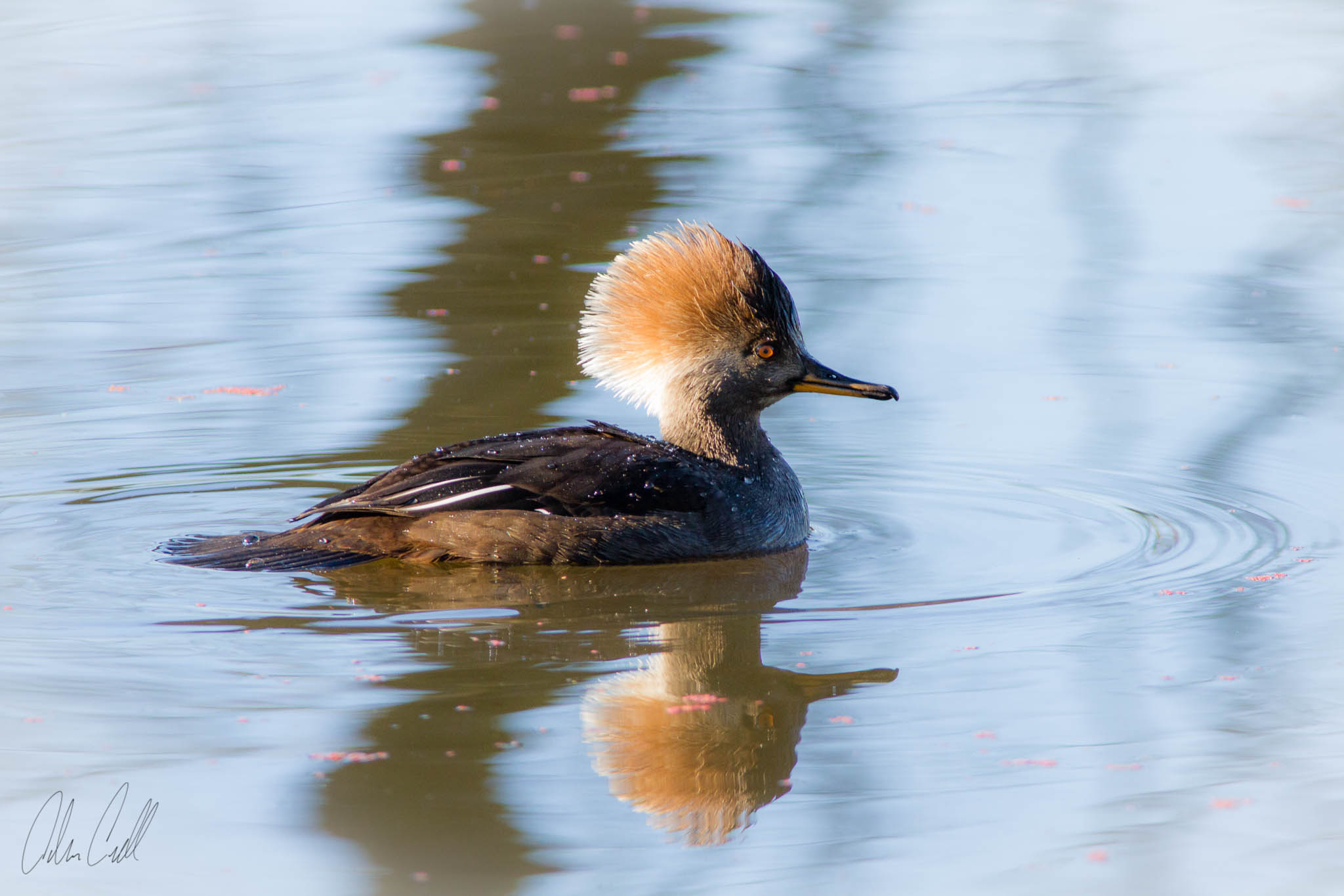  Female Hooded Merganser  Ridgefield Wildlife Refuge  #20150130_0411 