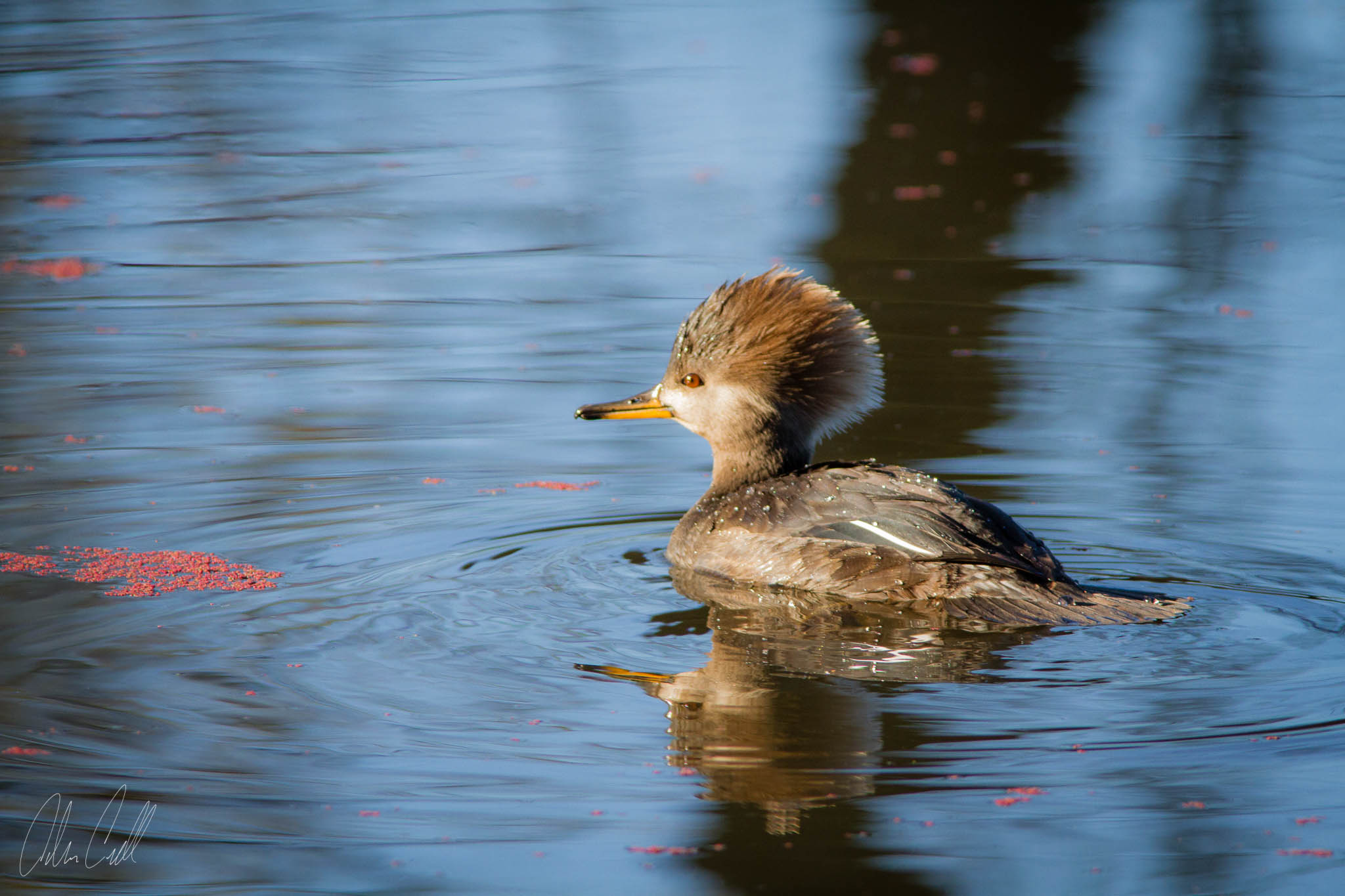  Female Hooded Merganser  Ridgefield Wildlife Refuge  #20150130_0416 