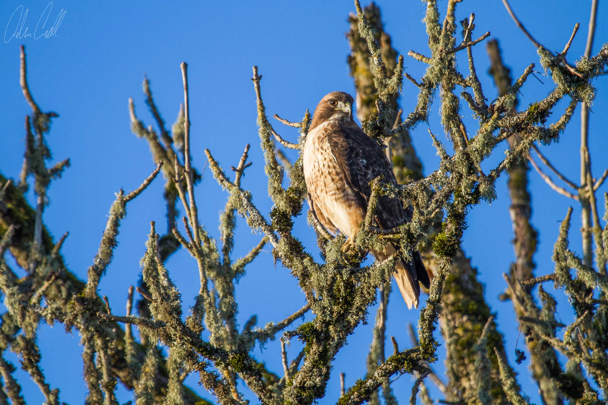 Hawk Ridgefield Wildlife Refuge #20150130_0578